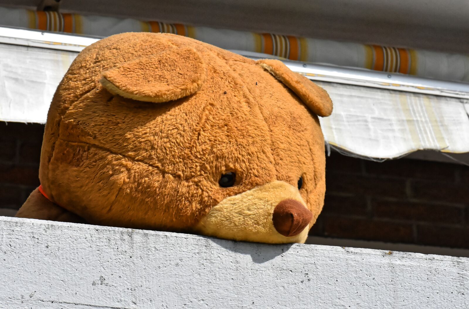 Nikon D7200 sample photo. Giant teddy, teddy bear photography
