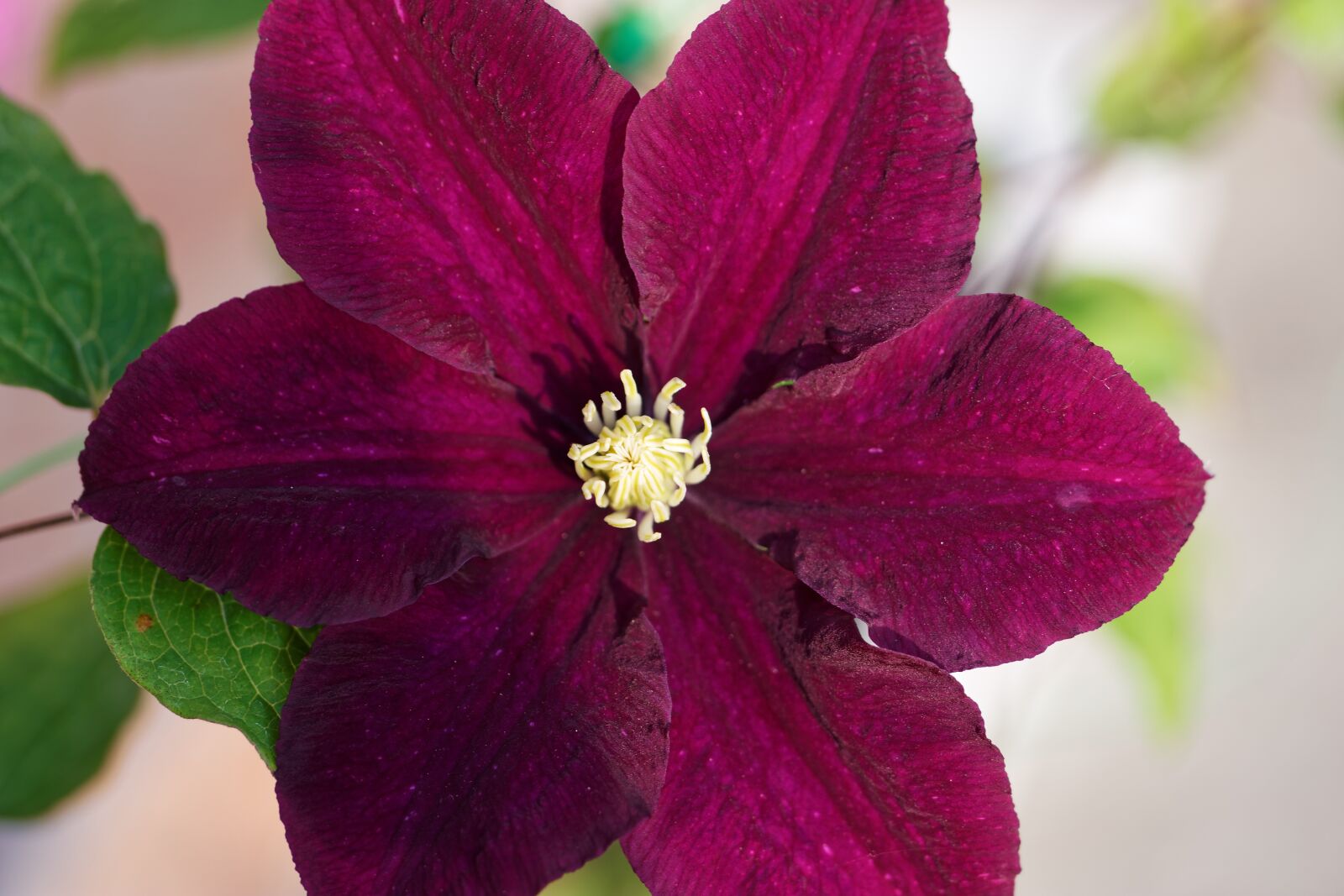 Samsung NX500 sample photo. Clematis, flower, violet photography