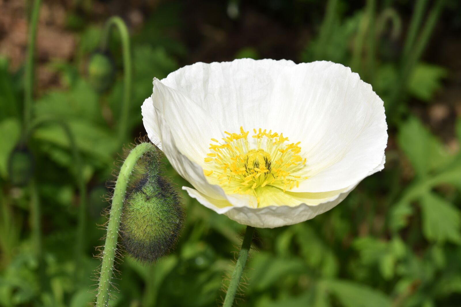 Nikon D5600 sample photo. Flower, white flower, poppy photography