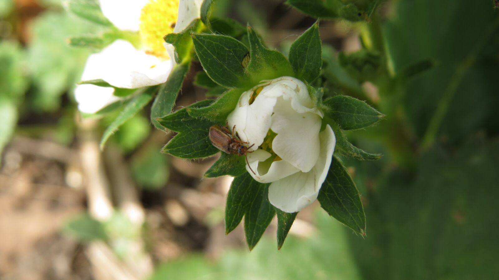 Canon PowerShot SX50 HS sample photo. Insect, pollen, bloom photography
