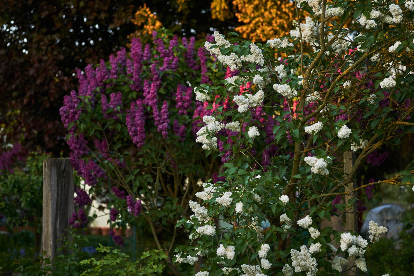 Sigma 60mm F2.8 DN Art sample photo. Flower, plant, garden photography