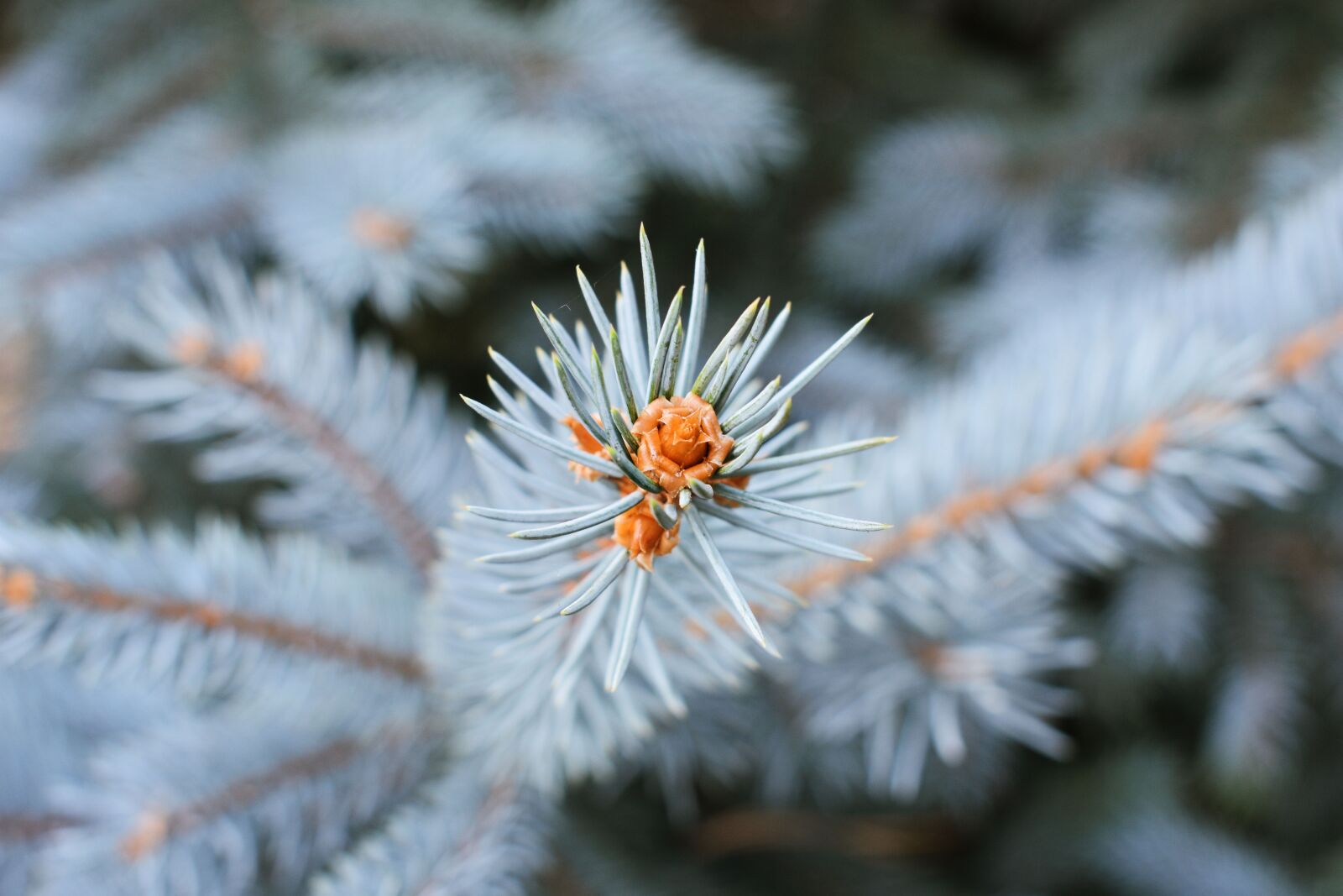 Nikon D3400 sample photo. Winter, tree, white photography
