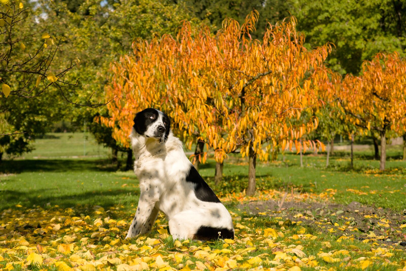 Sony ILCA-77M2 sample photo. Dog, autumn, středoasiat photography