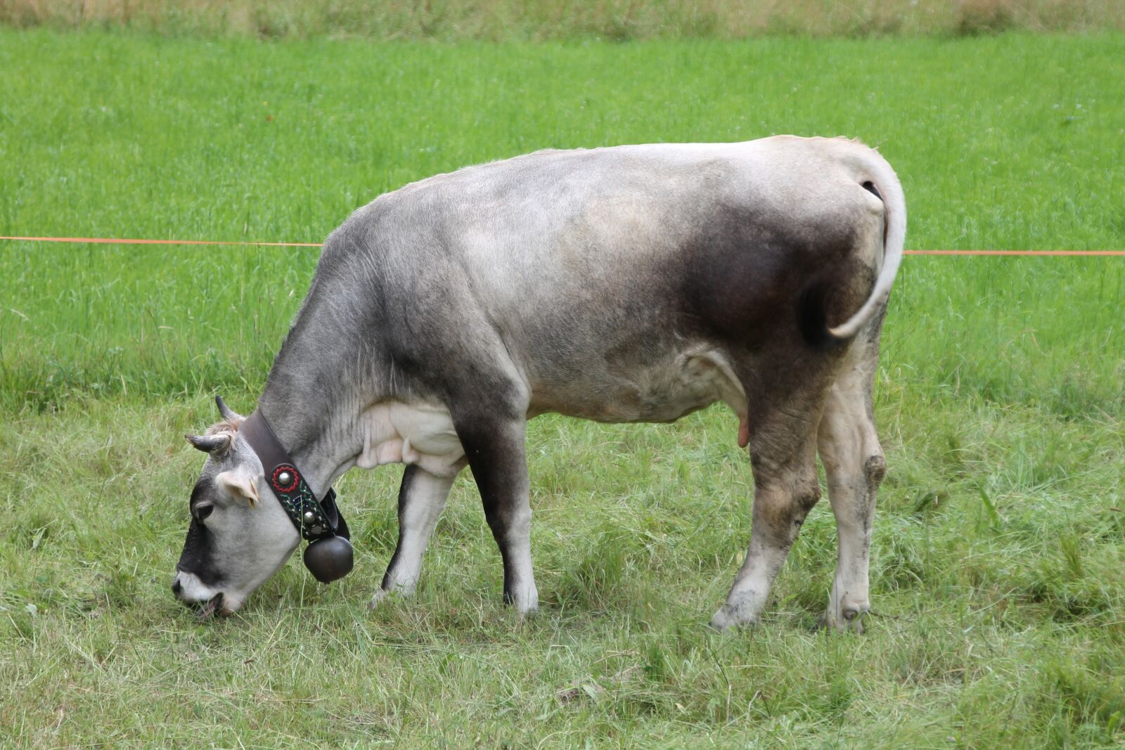 Canon EOS 1100D (EOS Rebel T3 / EOS Kiss X50) sample photo. Cow, mountain, pasture photography