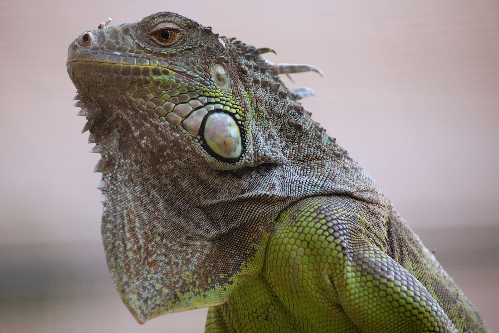 Sony Alpha DSLR-A350 sample photo. Lizard, zoo, exotic photography