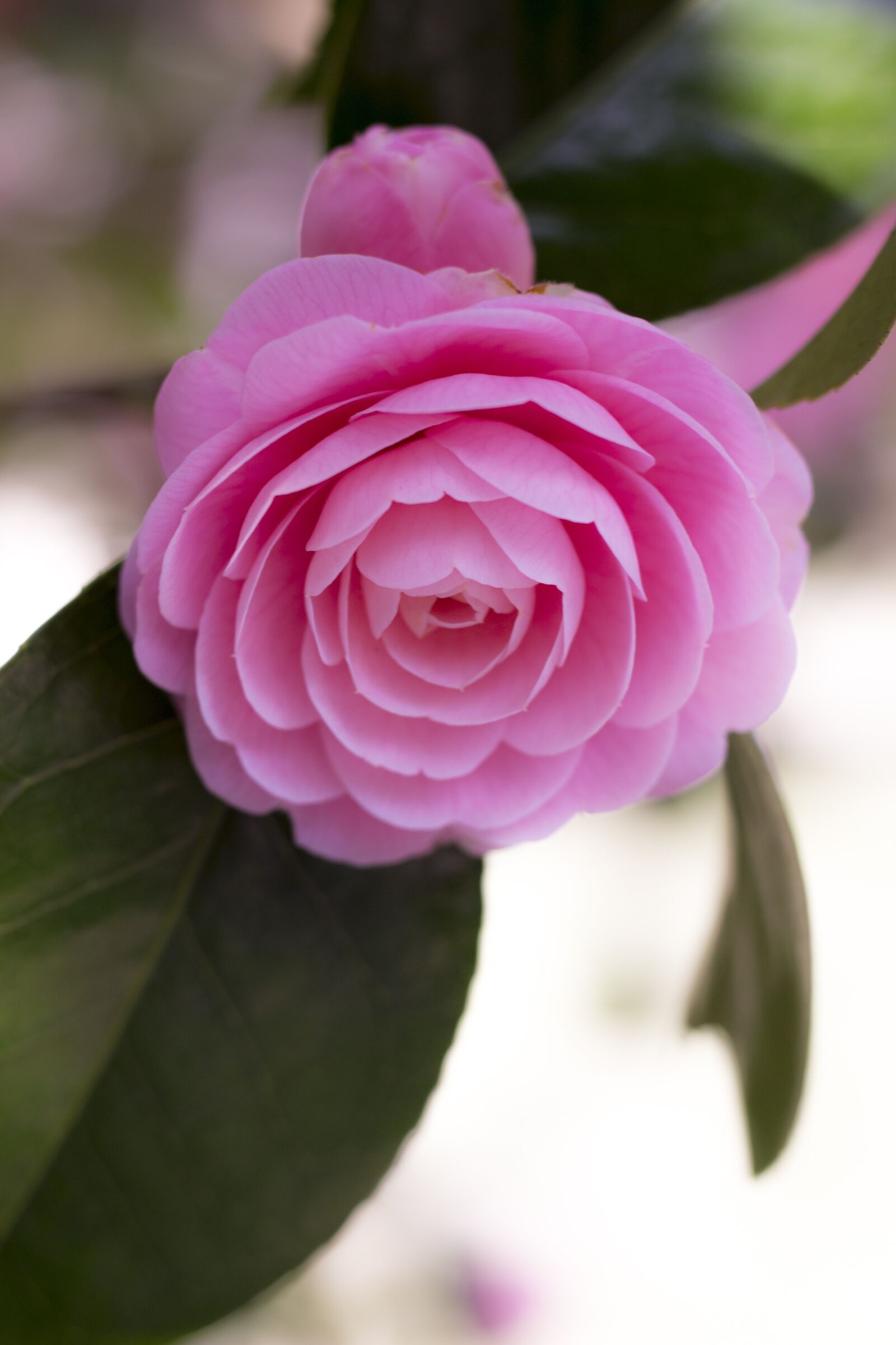Canon EOS 100D (EOS Rebel SL1 / EOS Kiss X7) sample photo. Camellia, pink, flowers photography
