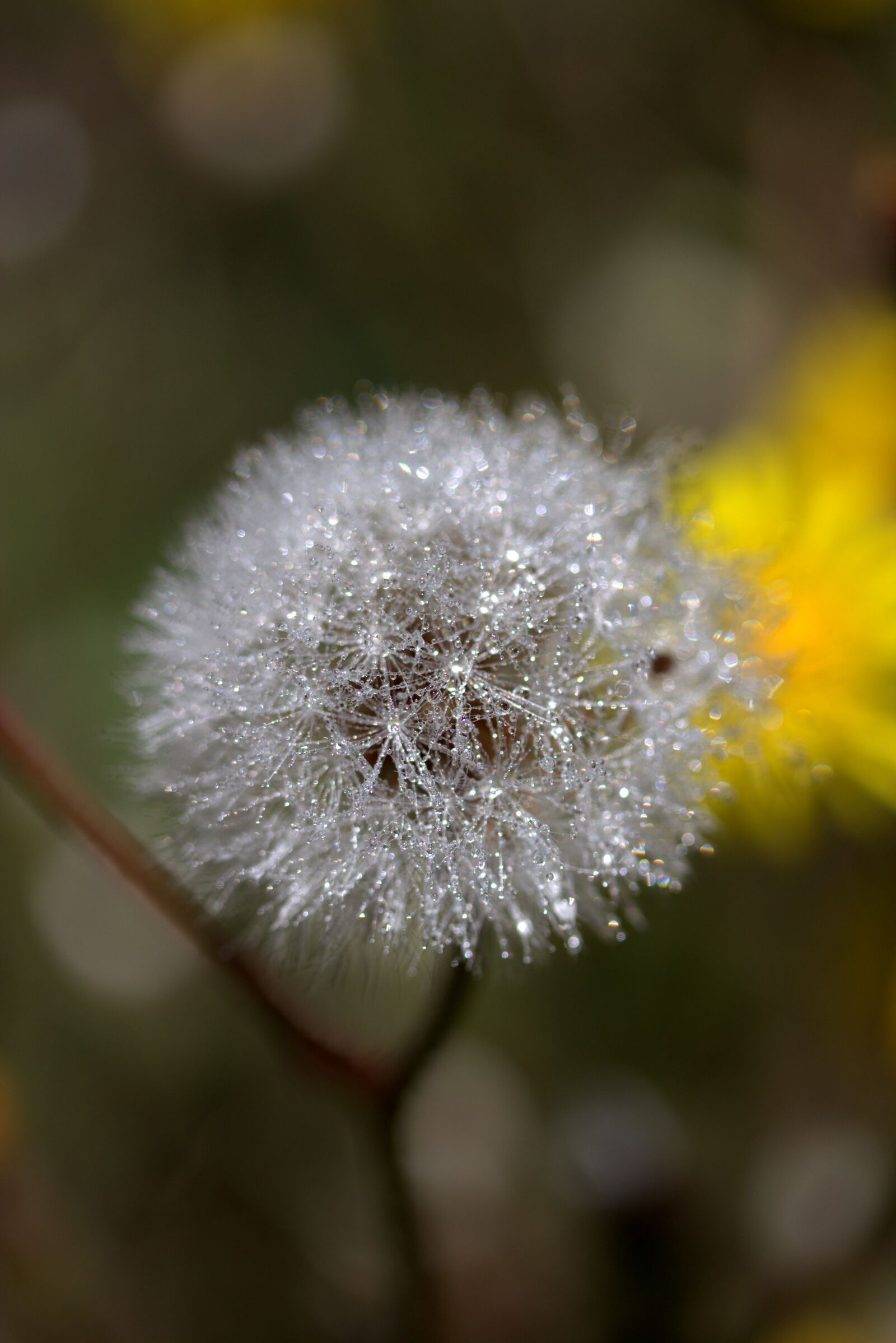 Canon EF-S 60mm F2.8 Macro USM sample photo. Dandelion, plant, drops photography