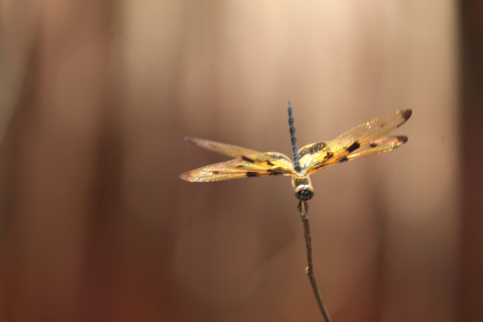 Canon EOS 1300D (EOS Rebel T6 / EOS Kiss X80) sample photo. Butterfly, stick, beautiful photography