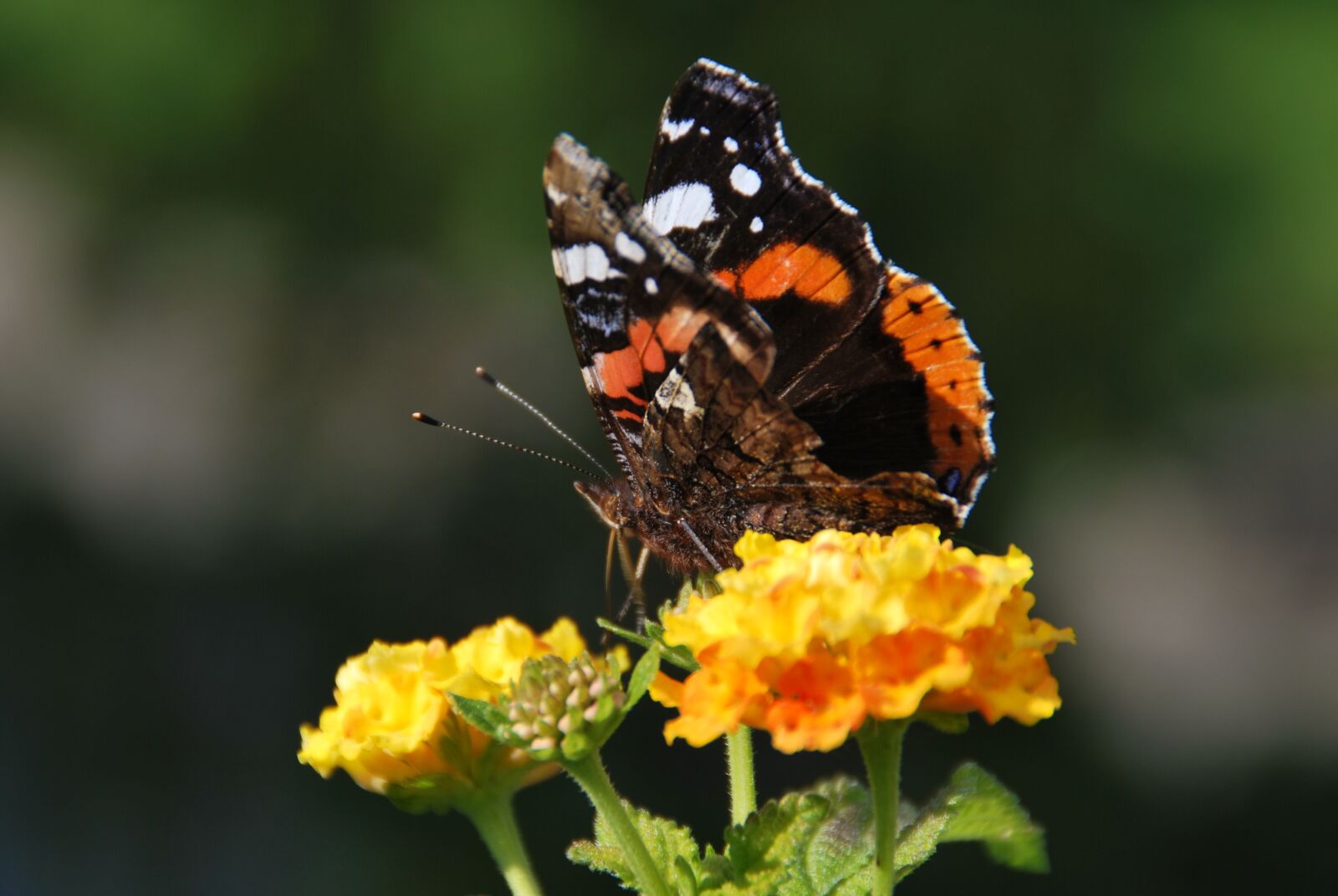 Nikon D60 sample photo. Butterfly, flower, insect photography