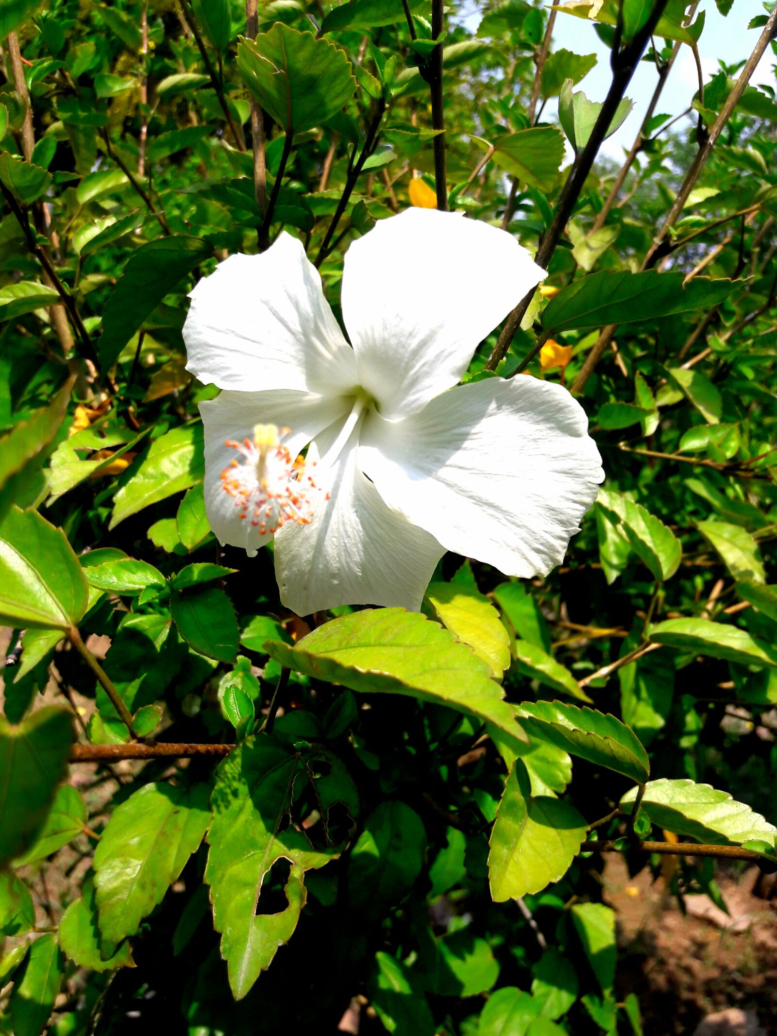 Samsung Galaxy J7 sample photo. Flower, plant, tree photography