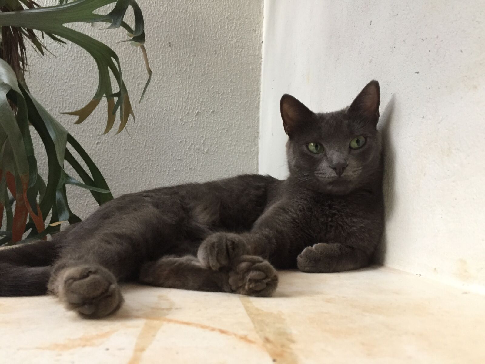 iPhone 6 back camera 4.15mm f/2.2 sample photo. Miau miau, cat, korat photography