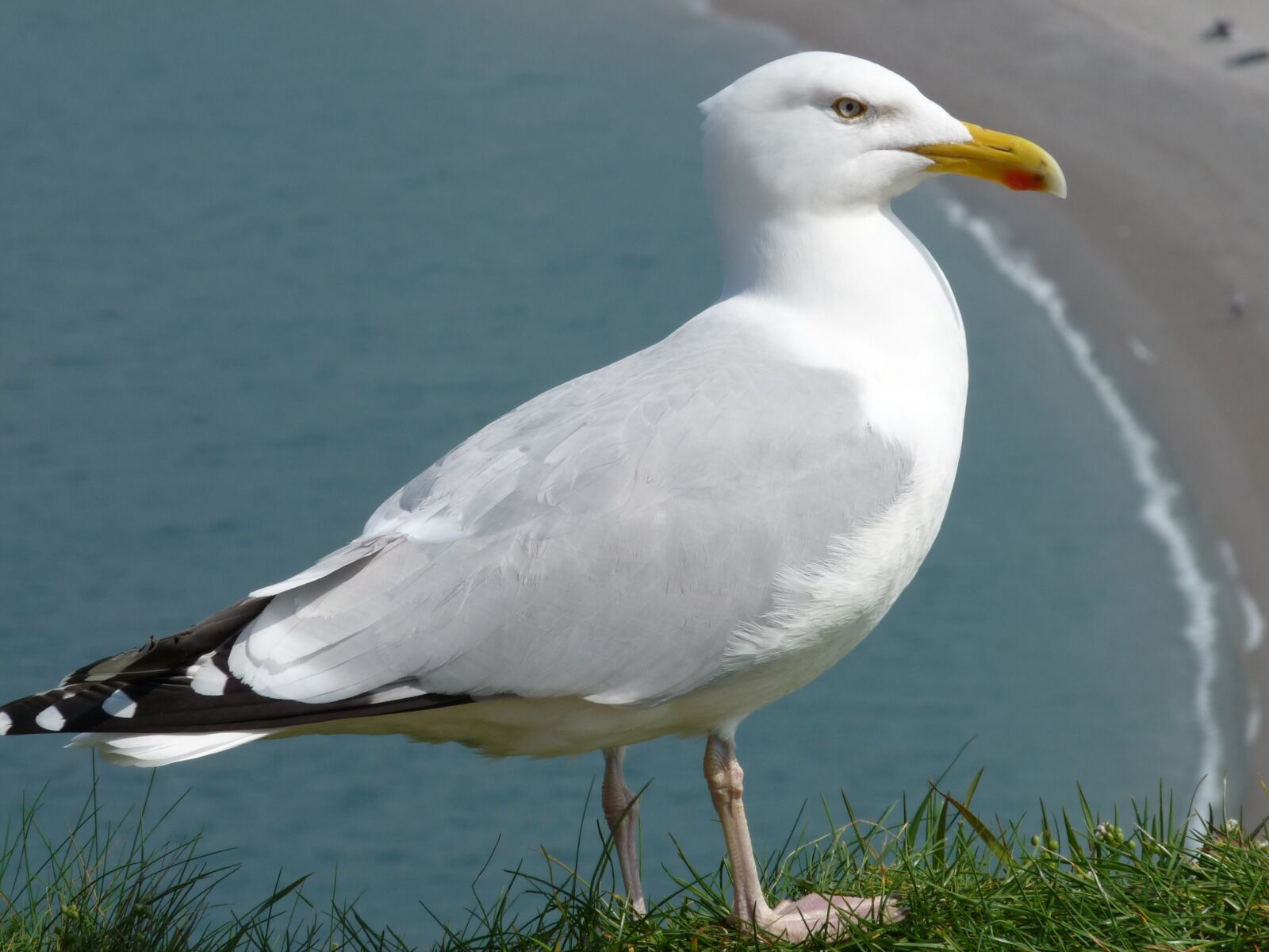 Panasonic Lumix DMC-FZ28 sample photo. Gull, seabird photography
