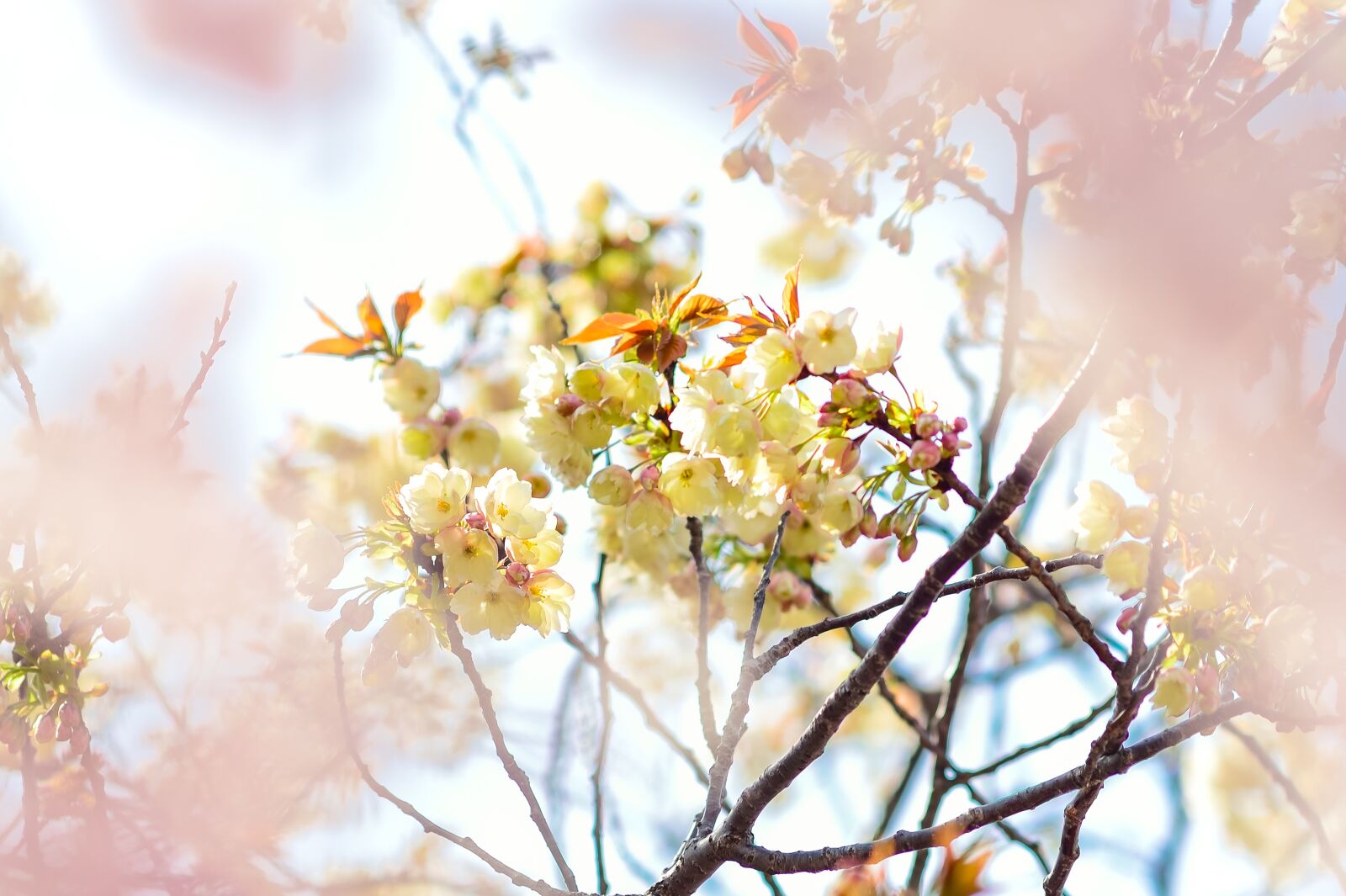 Nikon Df sample photo. Flowers, natural, cherry photography
