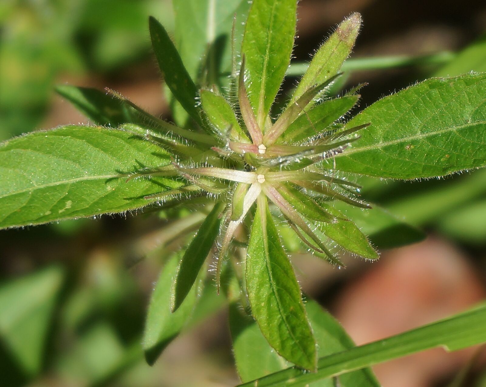 Sony Alpha NEX-5T sample photo. Green wildflower, wildflower, green photography