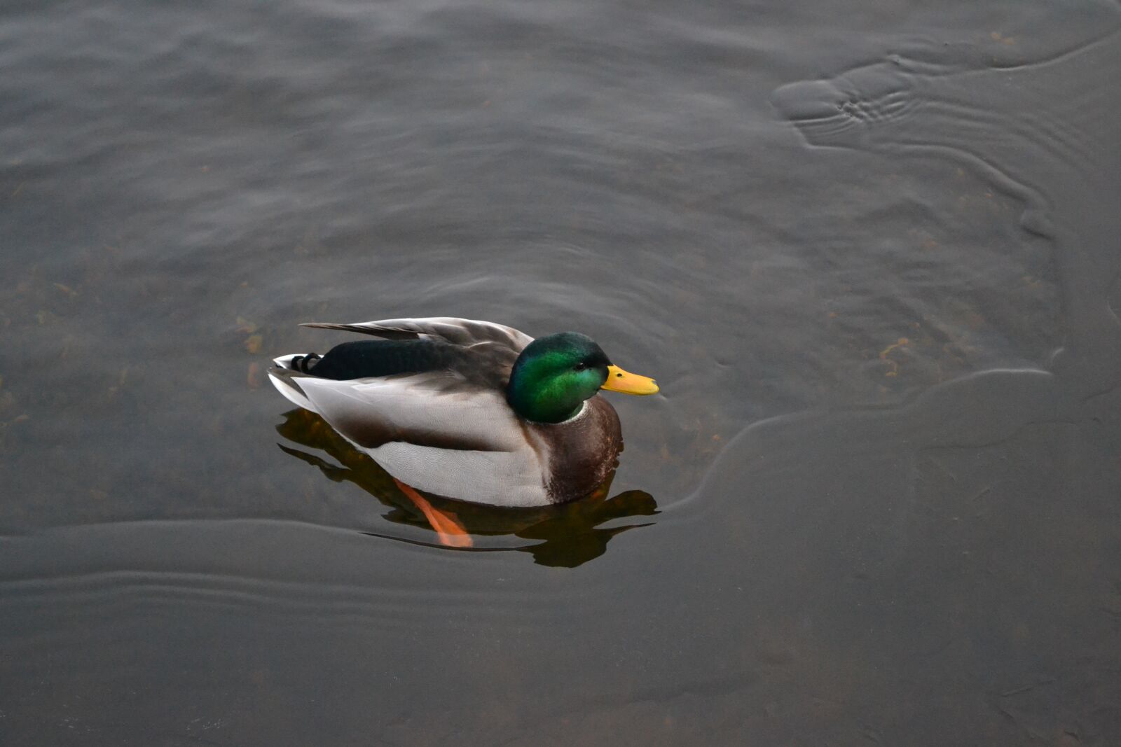Nikon D3100 sample photo. Drake, water, duck photography