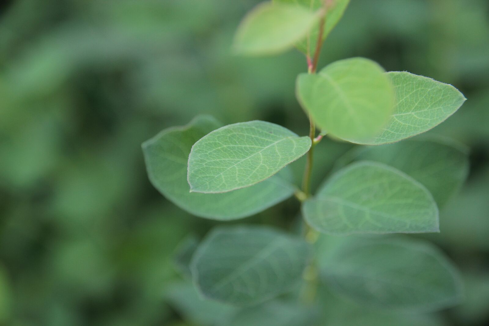Canon EOS 600D (Rebel EOS T3i / EOS Kiss X5) sample photo. Leaf, branch, leaves photography