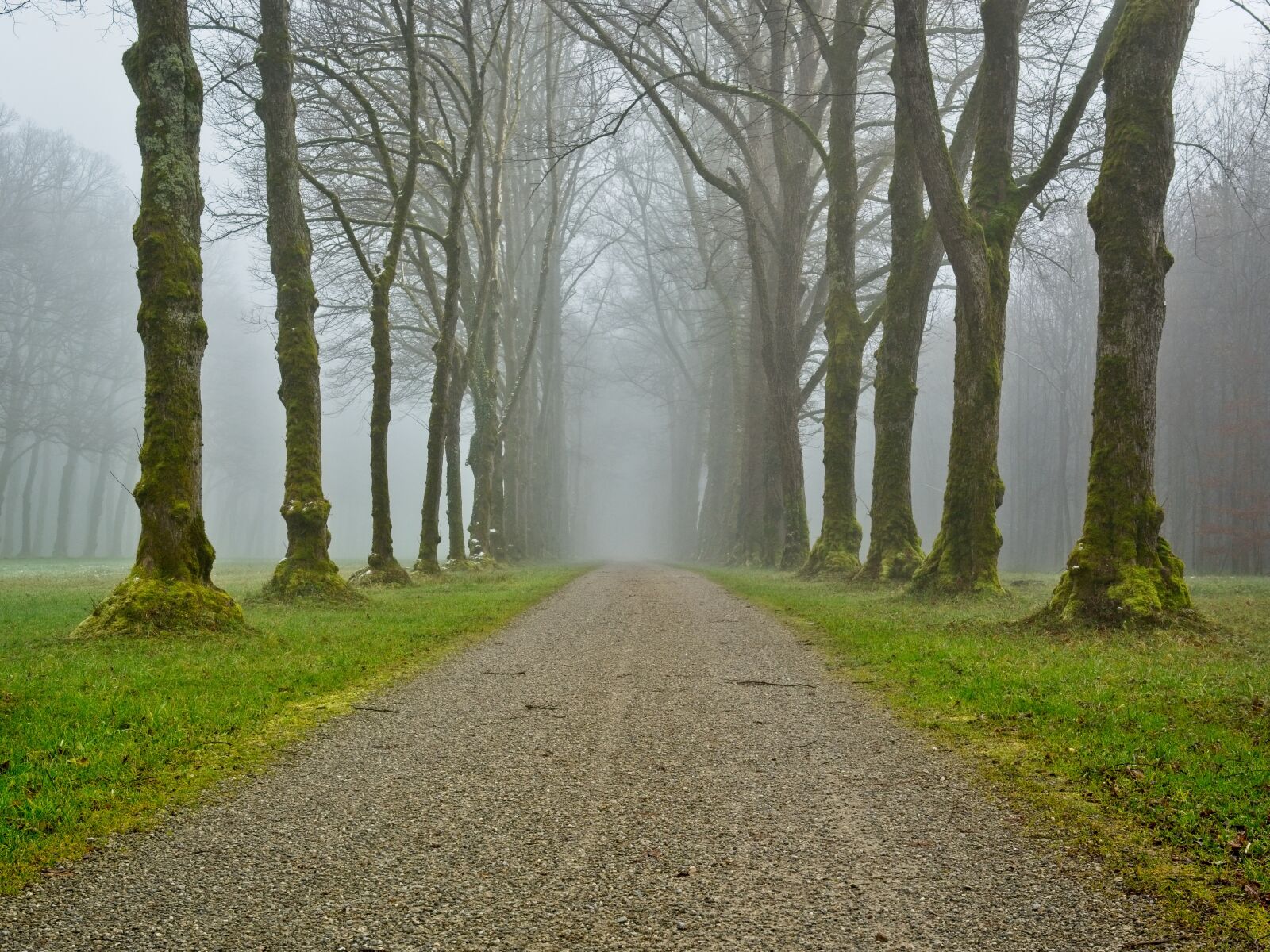 Nikon D7100 sample photo. Fog, away, trees photography