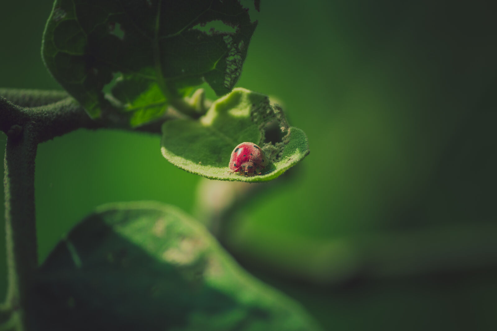 Canon EOS 700D (EOS Rebel T5i / EOS Kiss X7i) sample photo. Lady, bug, macro, macro photography