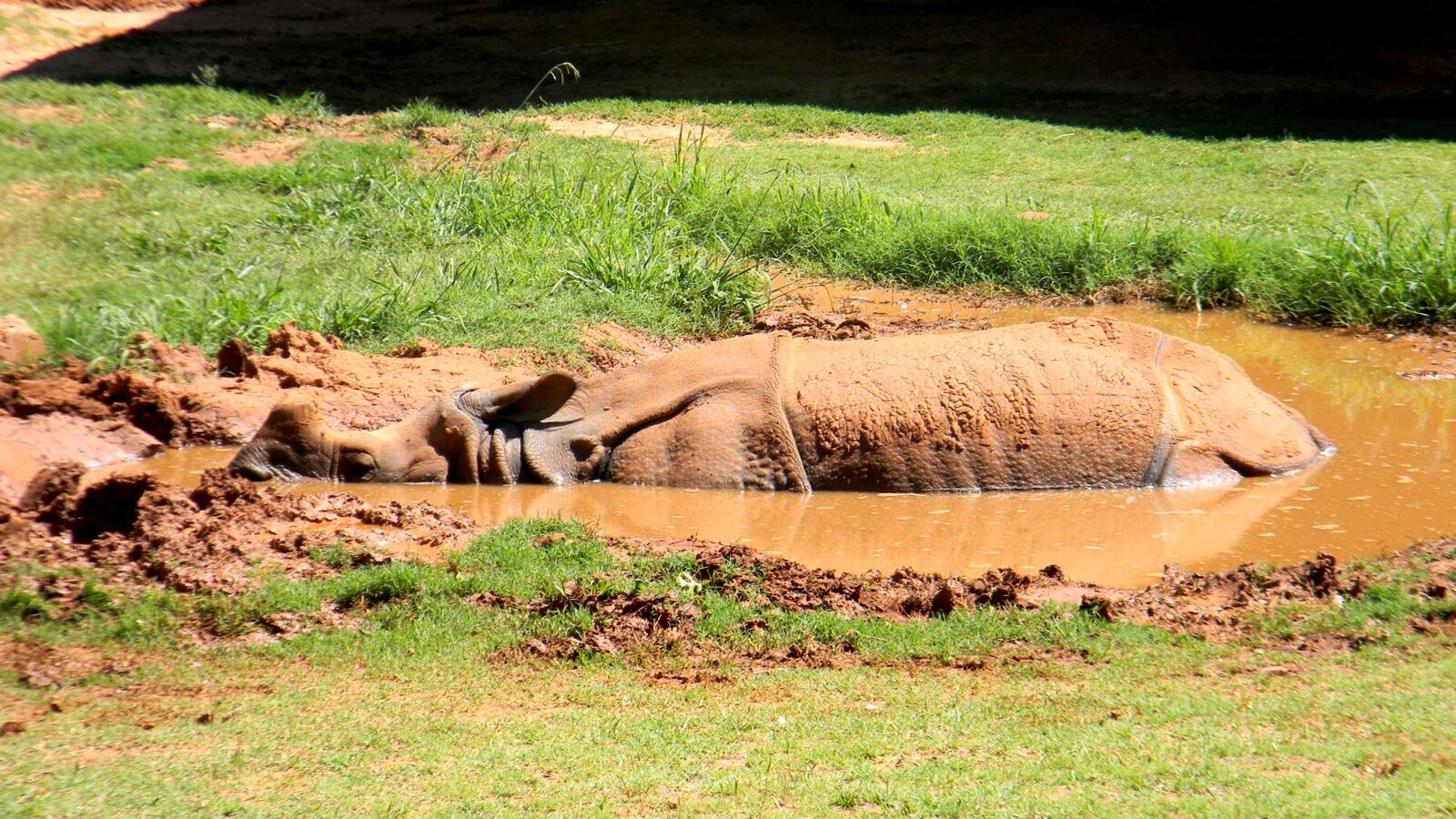 Nikon Coolpix L110 sample photo. Rhino, zoo, animal photography