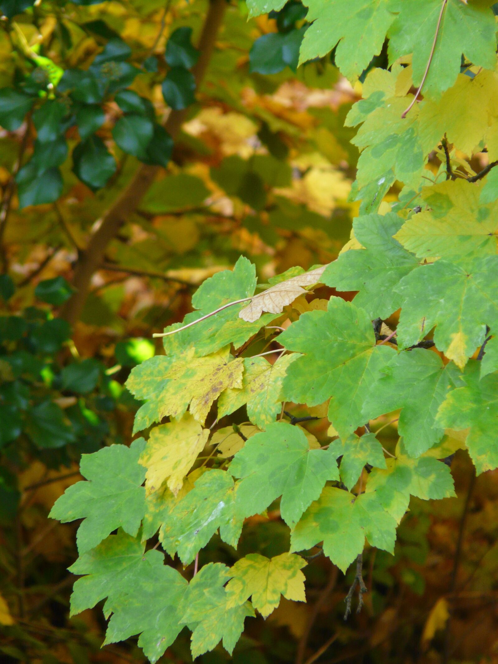 Panasonic DMC-FZ18 sample photo. Mountain maple, leaves, fall photography