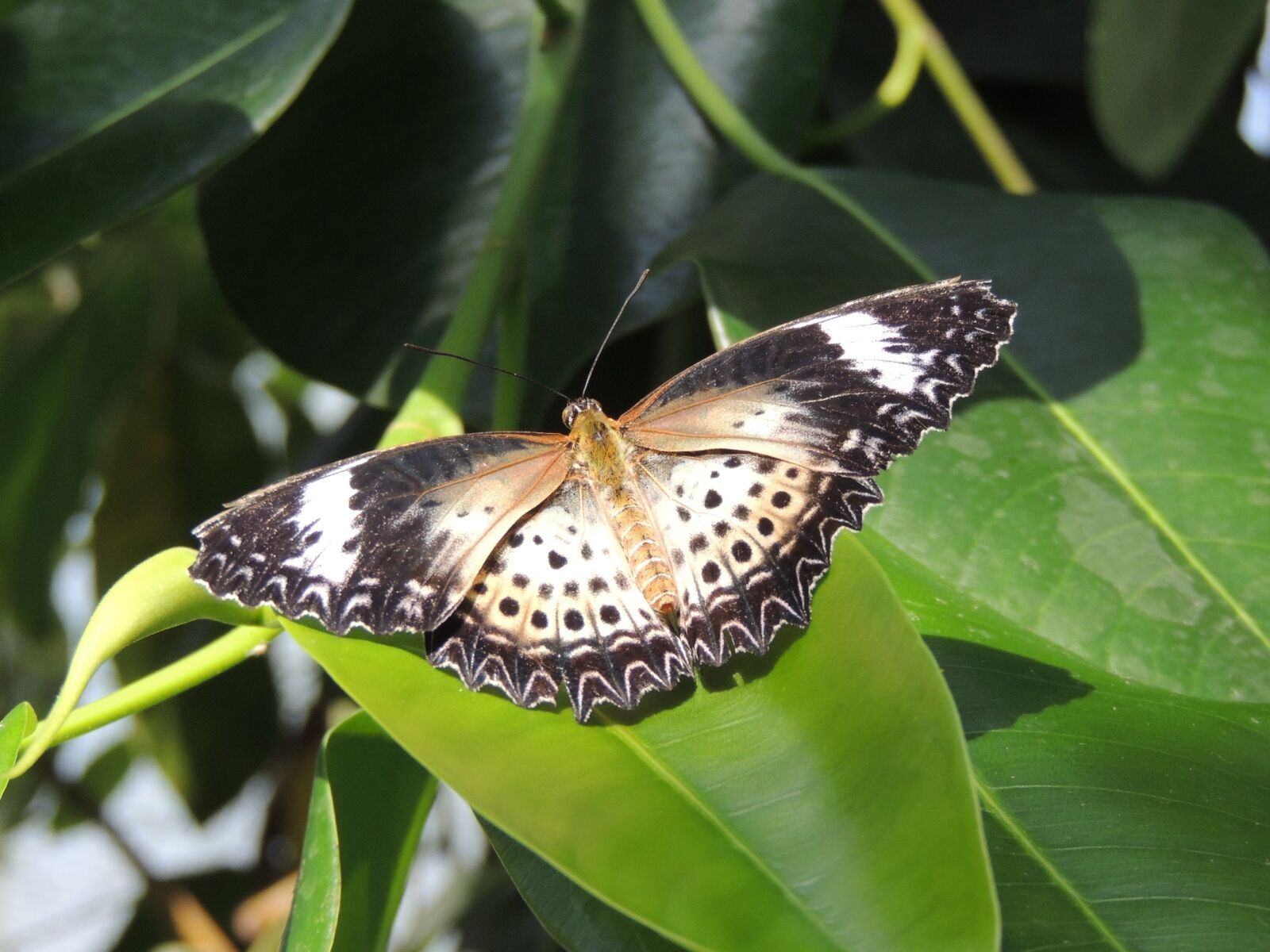 Nikon Coolpix P510 sample photo. Butterfly, nature, close up photography