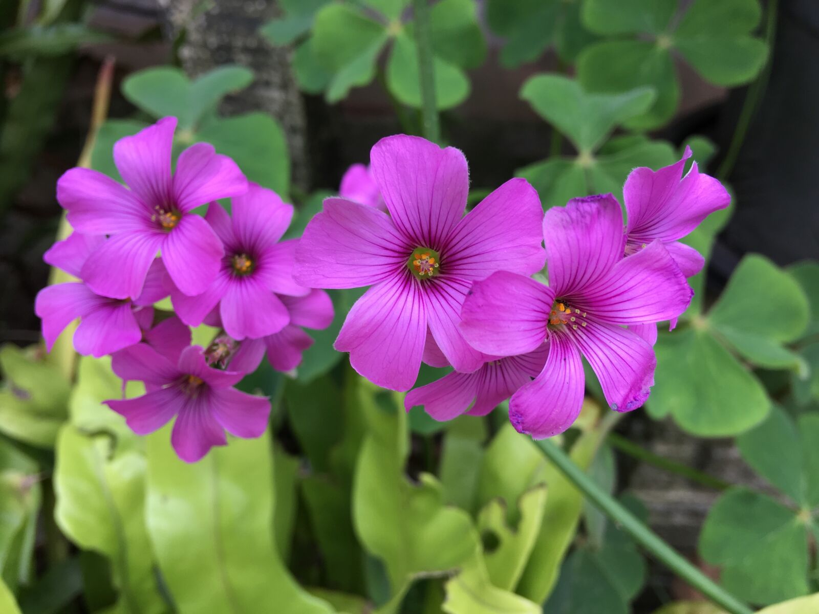 Apple iPhone 6s Plus sample photo. Wild, clover, garden photography