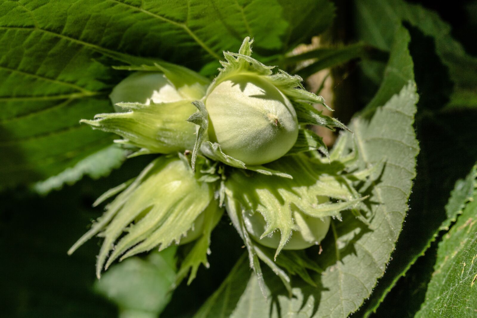 Canon EOS 750D (EOS Rebel T6i / EOS Kiss X8i) sample photo. Hazelnuts, common hazel, corylus photography
