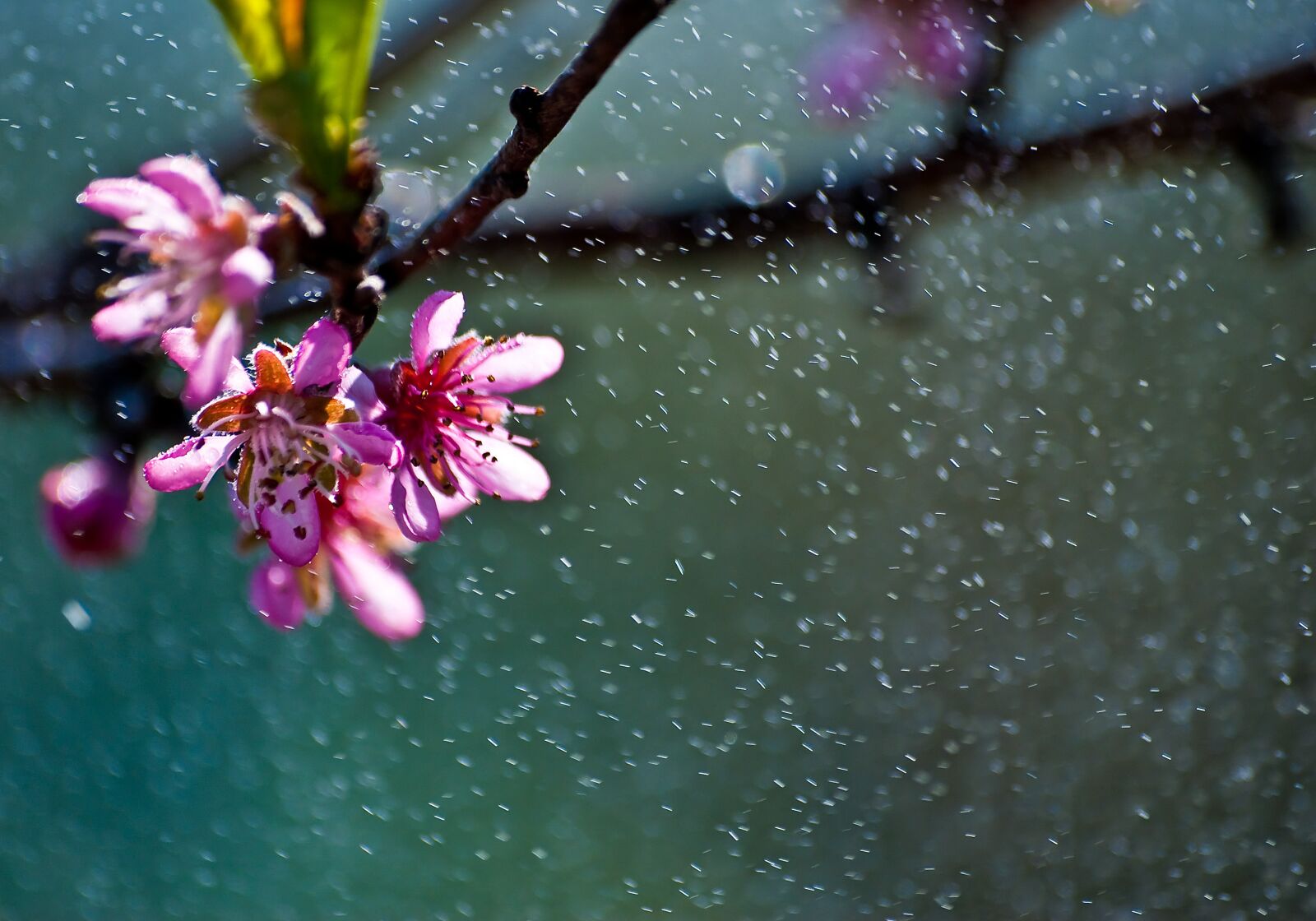 Nikon D80 sample photo. Flower, nature, plant photography