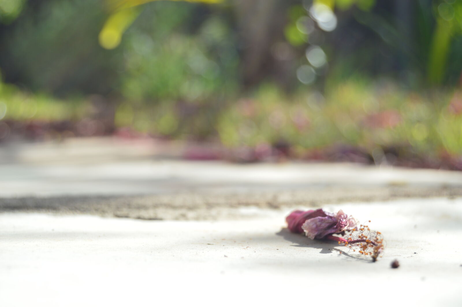Nikon D3200 sample photo. Nature, nature, wallpaper photography