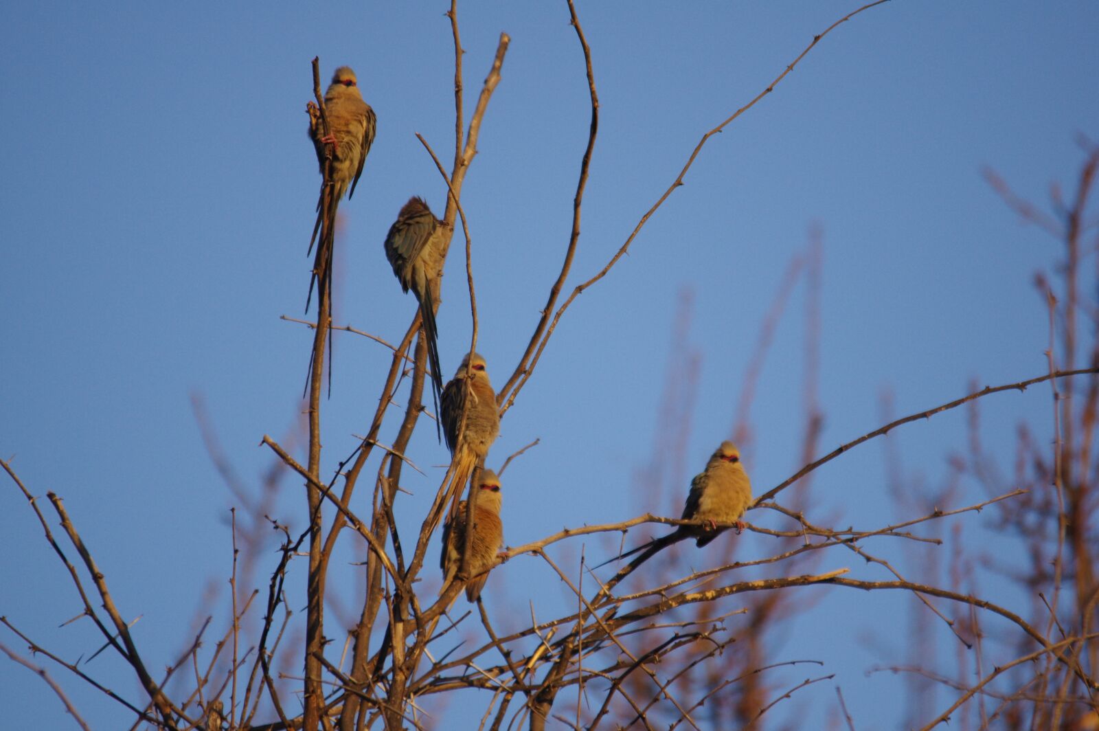 Pentax K-3 sample photo. Tree, bird, nature photography