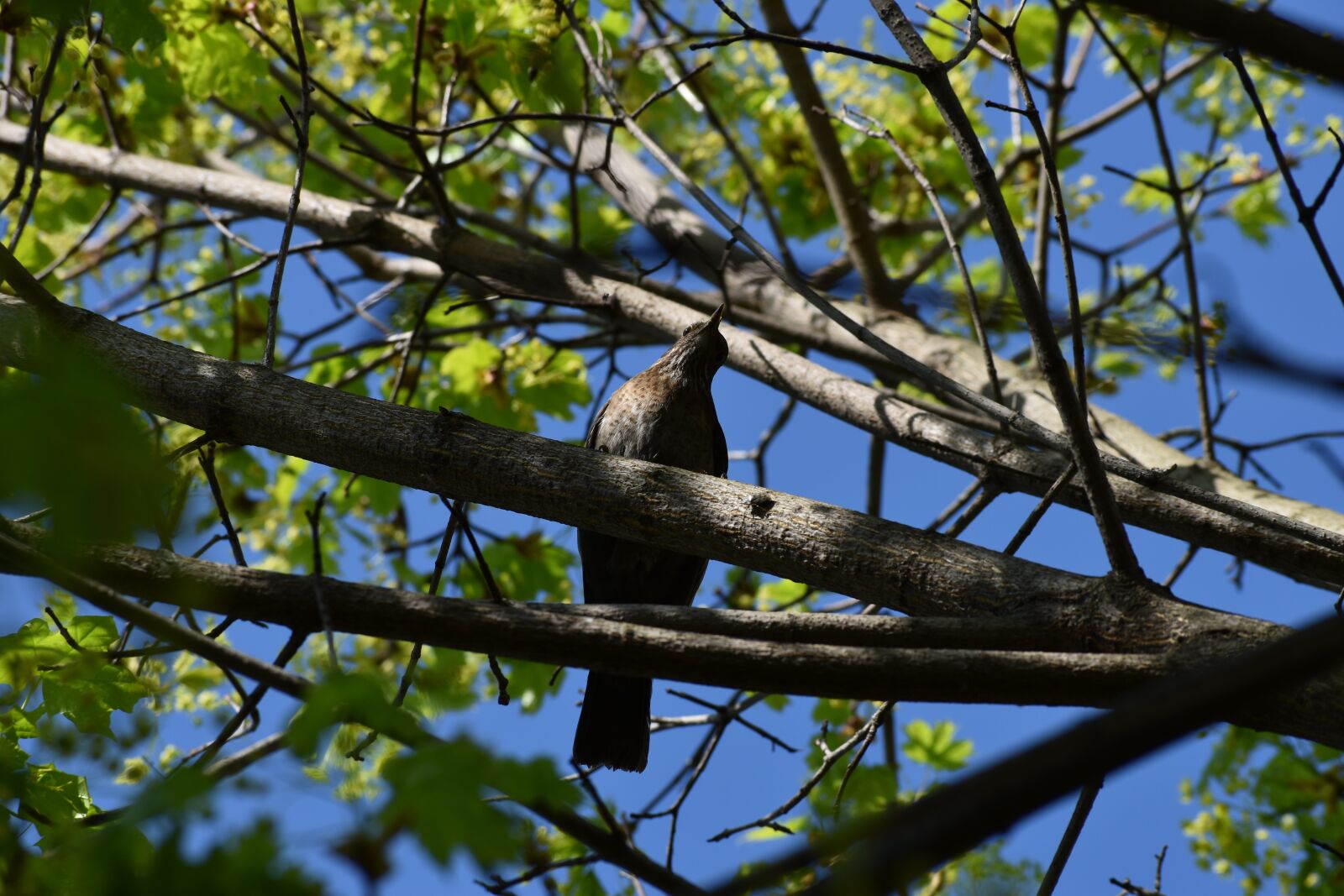 Nikon D3500 sample photo. Black thrush, hen, spring photography