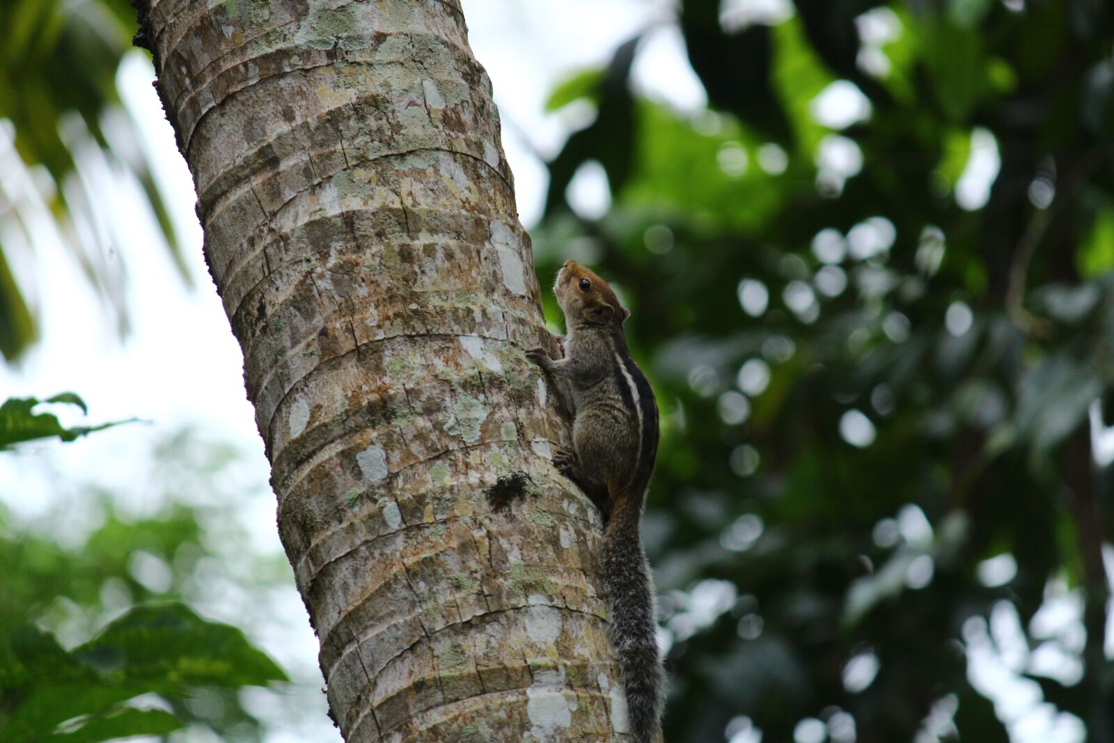 Canon EOS 700D (EOS Rebel T5i / EOS Kiss X7i) sample photo. Squirrel, indian squirrel, animal photography