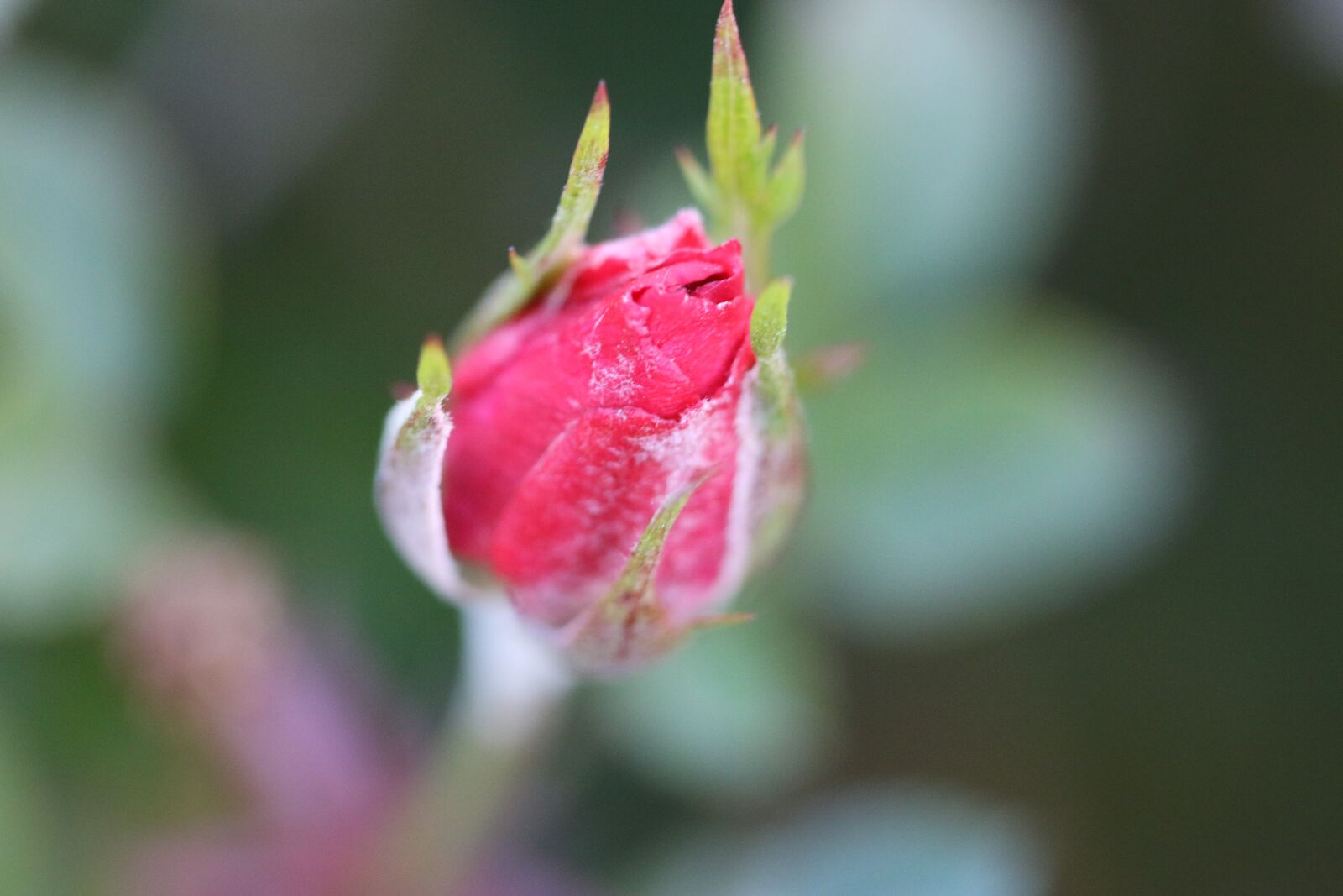 Canon EOS 70D + Canon EF 100mm F2.8 Macro USM sample photo. Rose, pink, purple photography