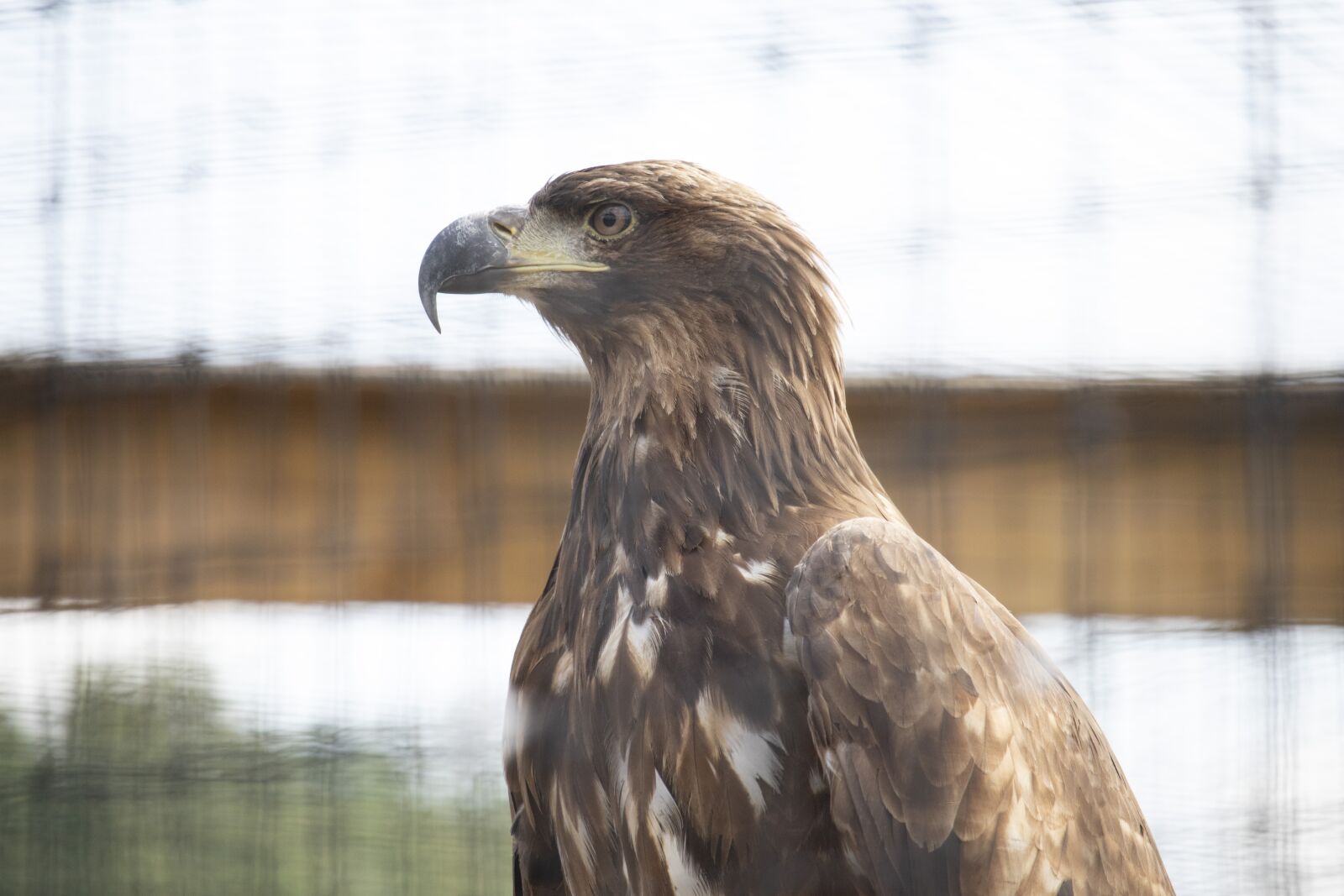 Canon EOS 77D (EOS 9000D / EOS 770D) sample photo. Raptor, bird of prey photography