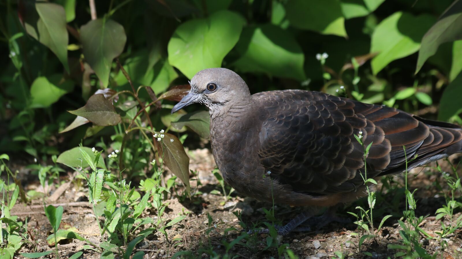 Canon EOS 750D (EOS Rebel T6i / EOS Kiss X8i) sample photo. Nature, new, wildlife photography