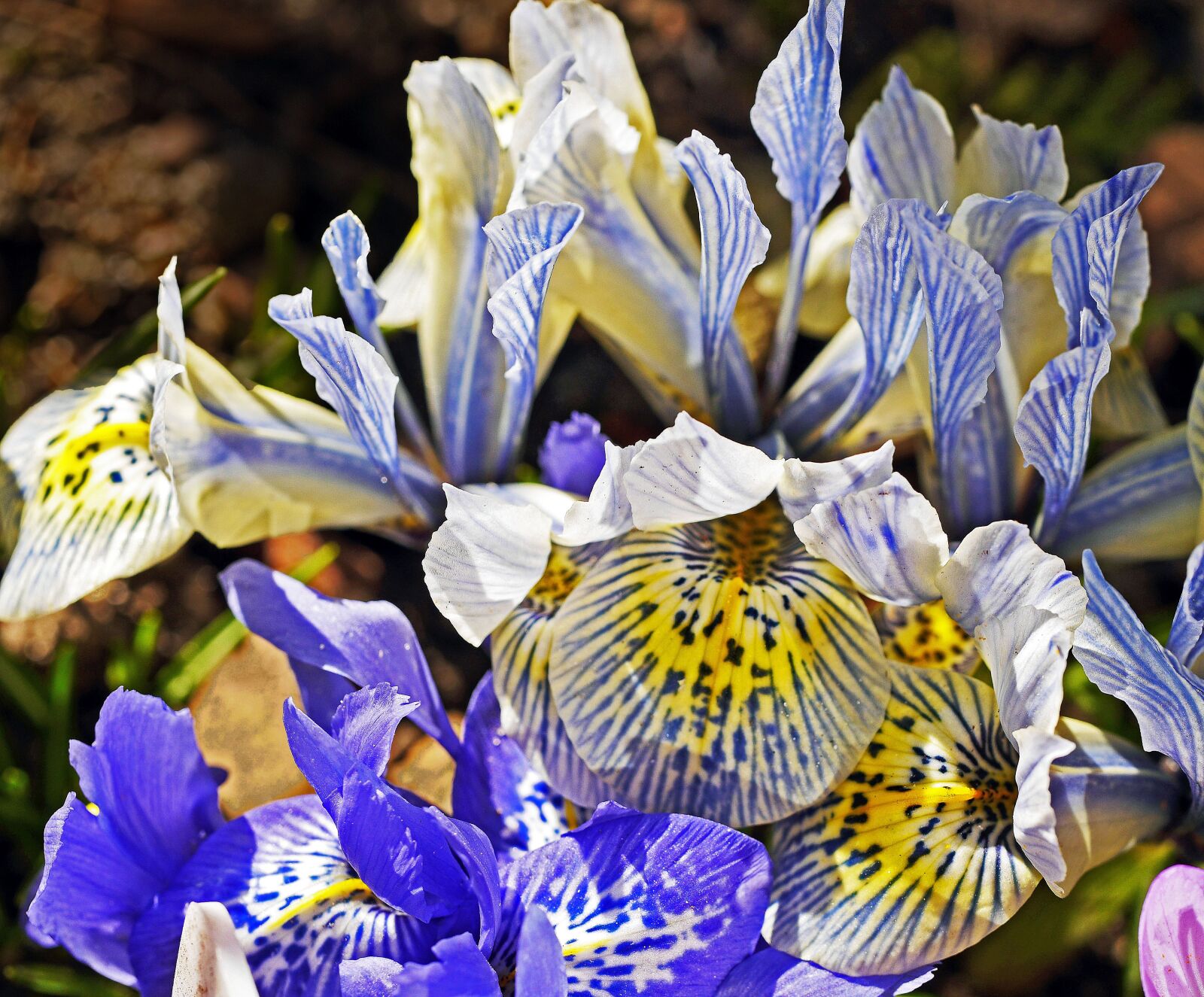 Panasonic Lumix DMC-GH3 sample photo. Dwarf crocuses, group, early photography