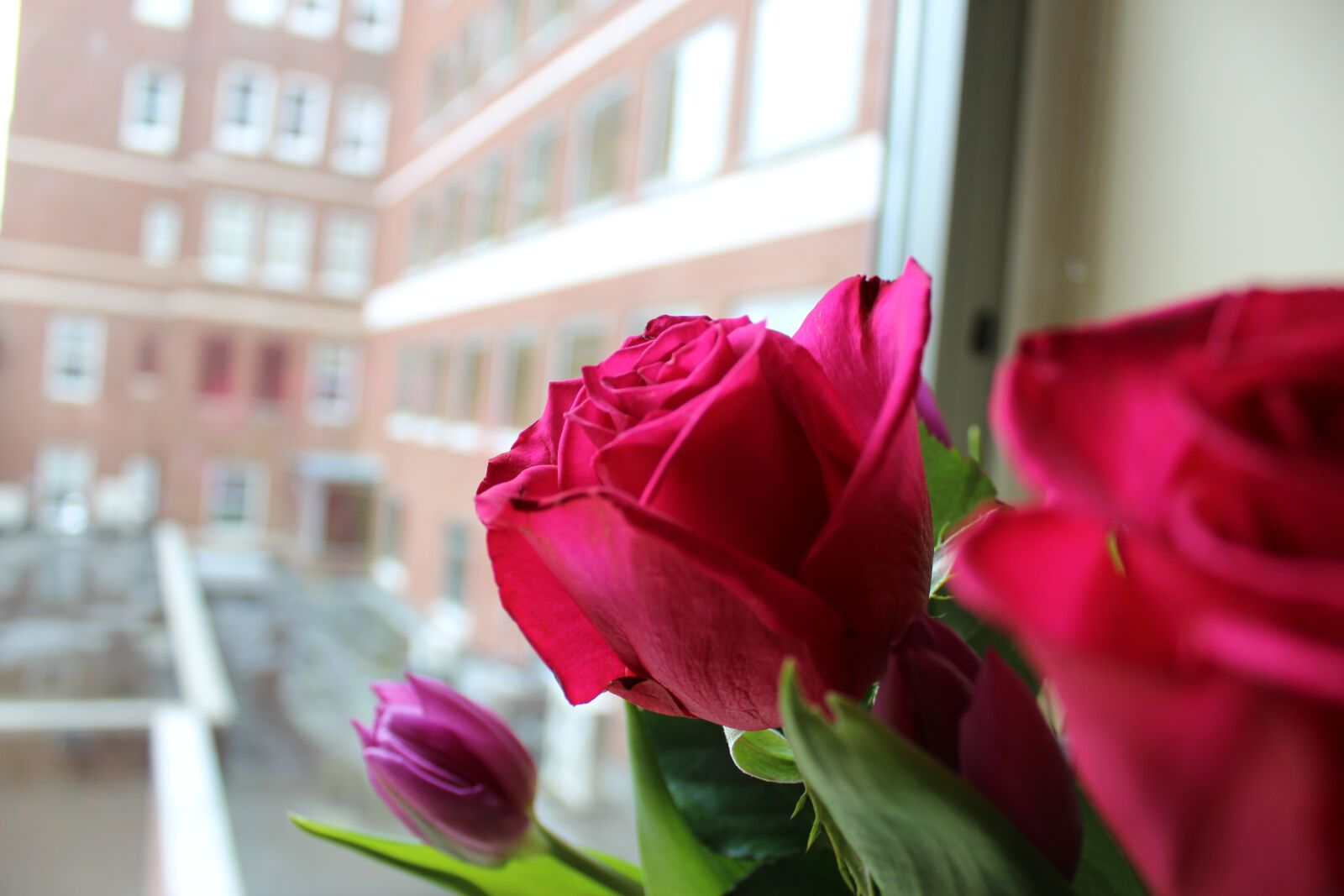 Canon EOS 1200D (EOS Rebel T5 / EOS Kiss X70 / EOS Hi) sample photo. Roses, flowers, pink photography