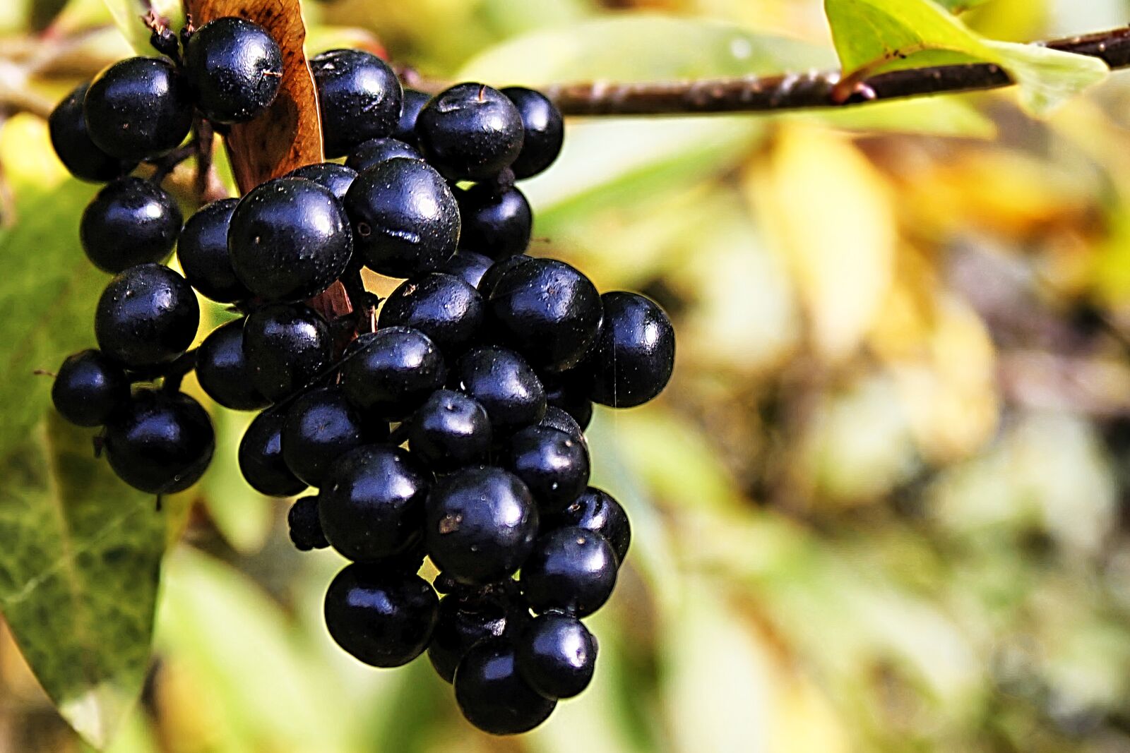 Canon EOS 600D (Rebel EOS T3i / EOS Kiss X5) sample photo. Rowanberries, berries, black photography