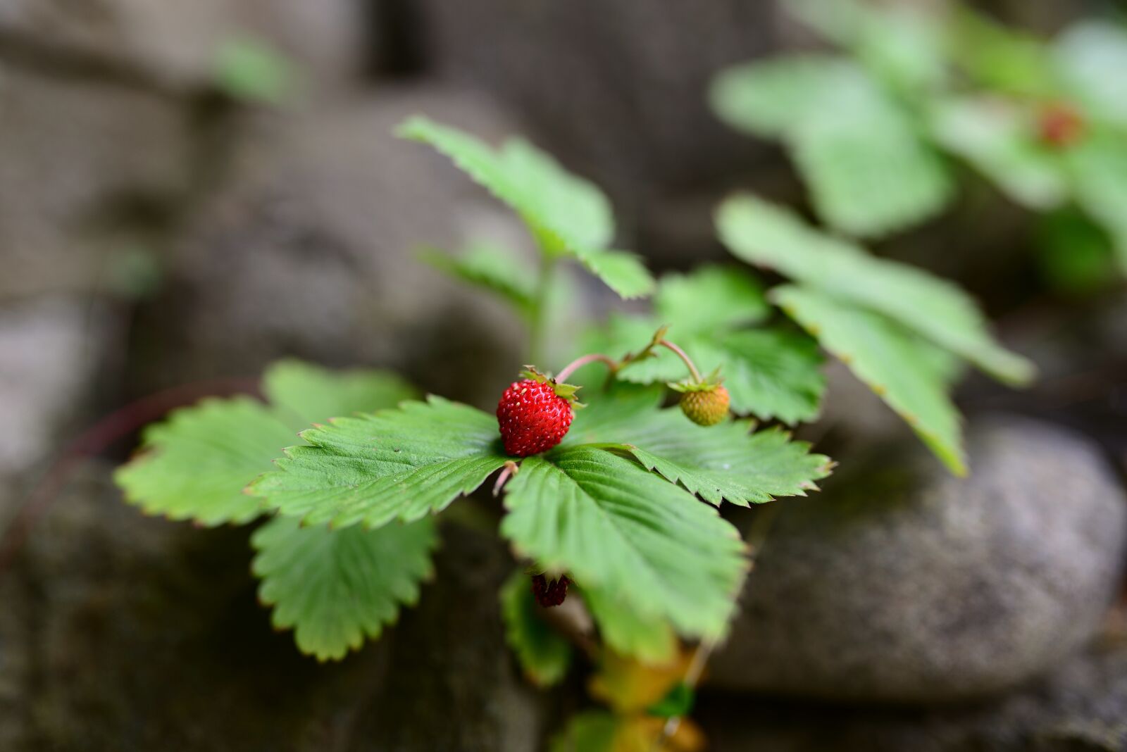 Nikon D610 sample photo. Strawberries, wild strawberries, red photography