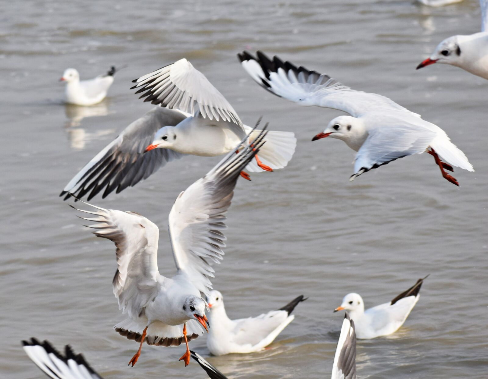 Nikon D3300 sample photo. Flying, seagulls, bird photography