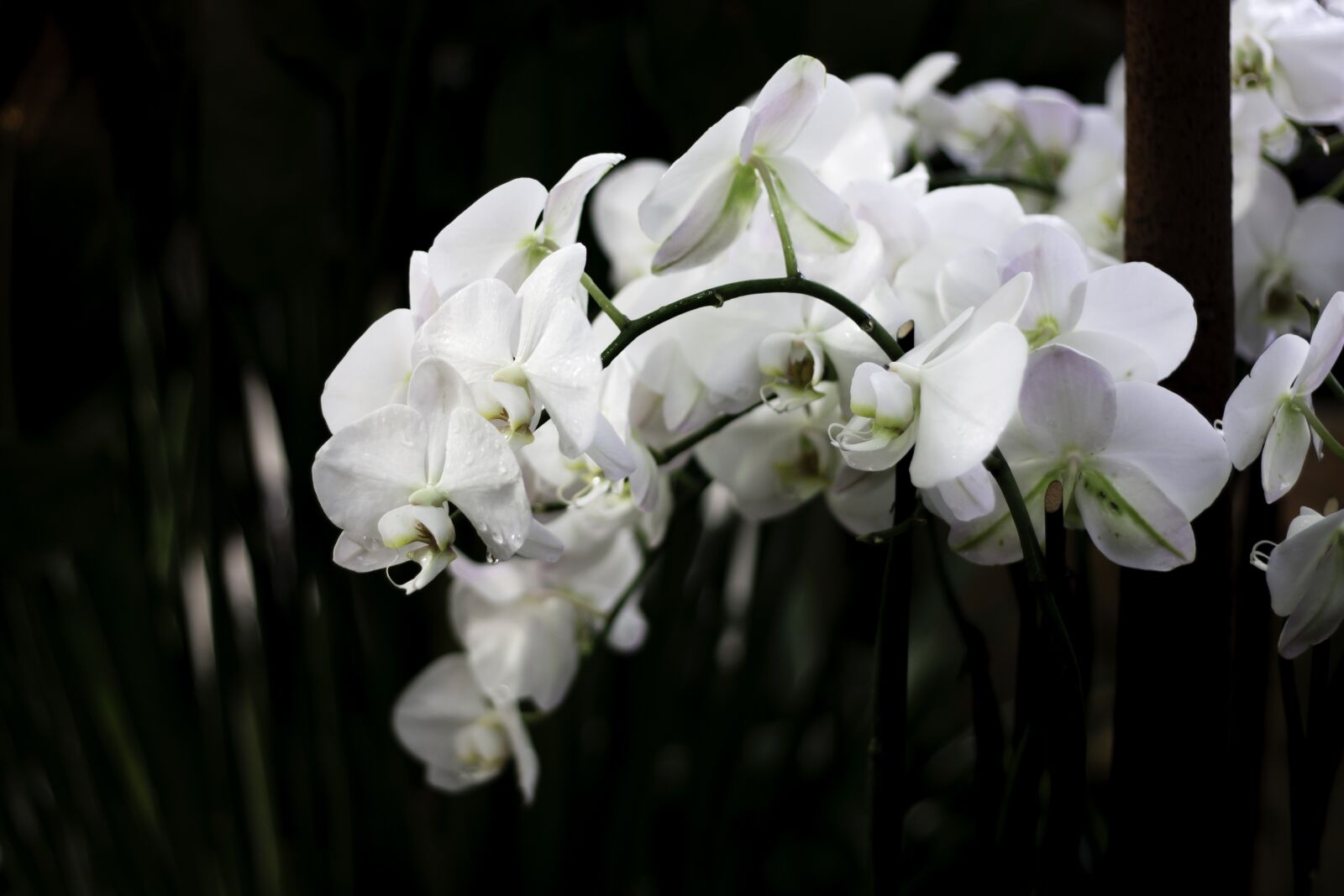 Canon EOS 450D (EOS Rebel XSi / EOS Kiss X2) + Canon EF 50mm F1.8 II sample photo. Orchid, flowers, flower photography