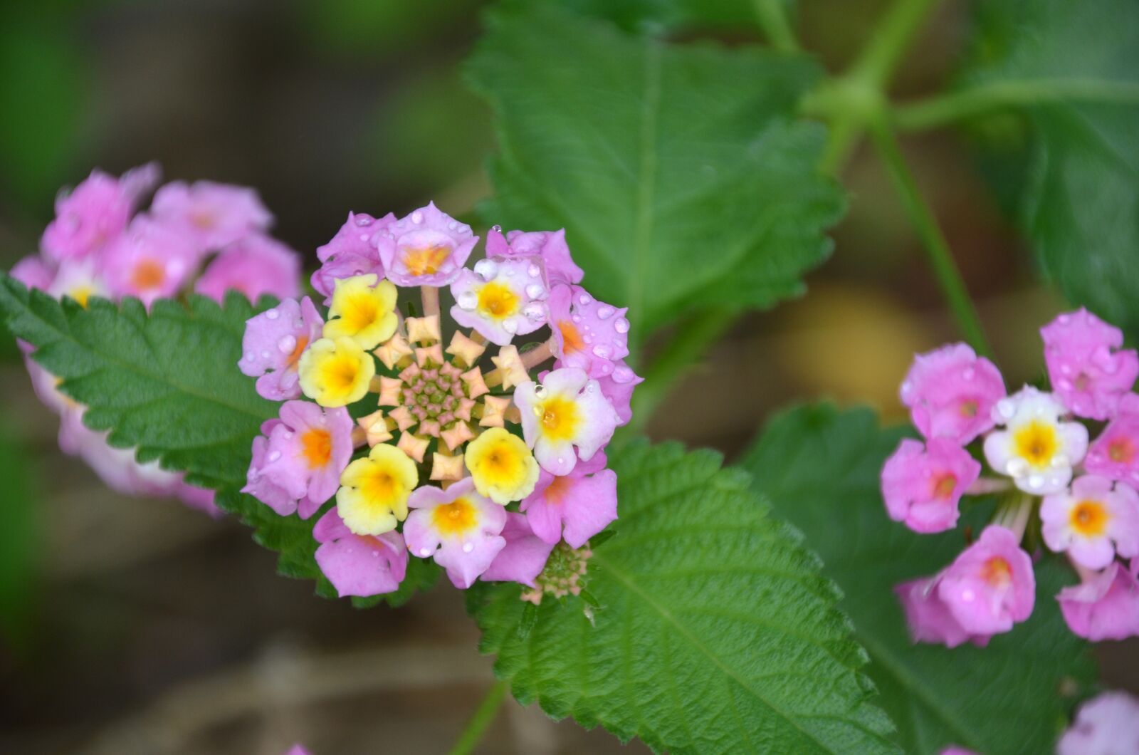 Nikon D5100 sample photo. Blossom, bloom, raindrop photography