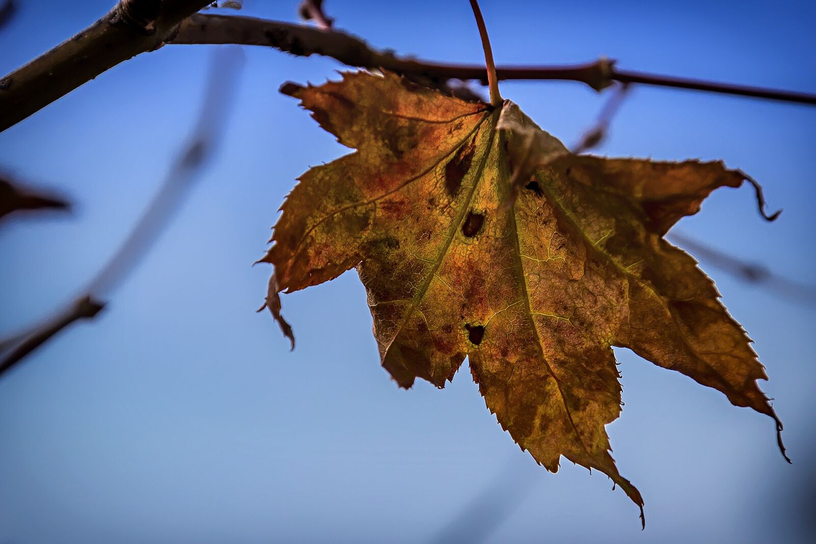 Canon EOS 600D (Rebel EOS T3i / EOS Kiss X5) sample photo. Leaf, autumn, brown photography