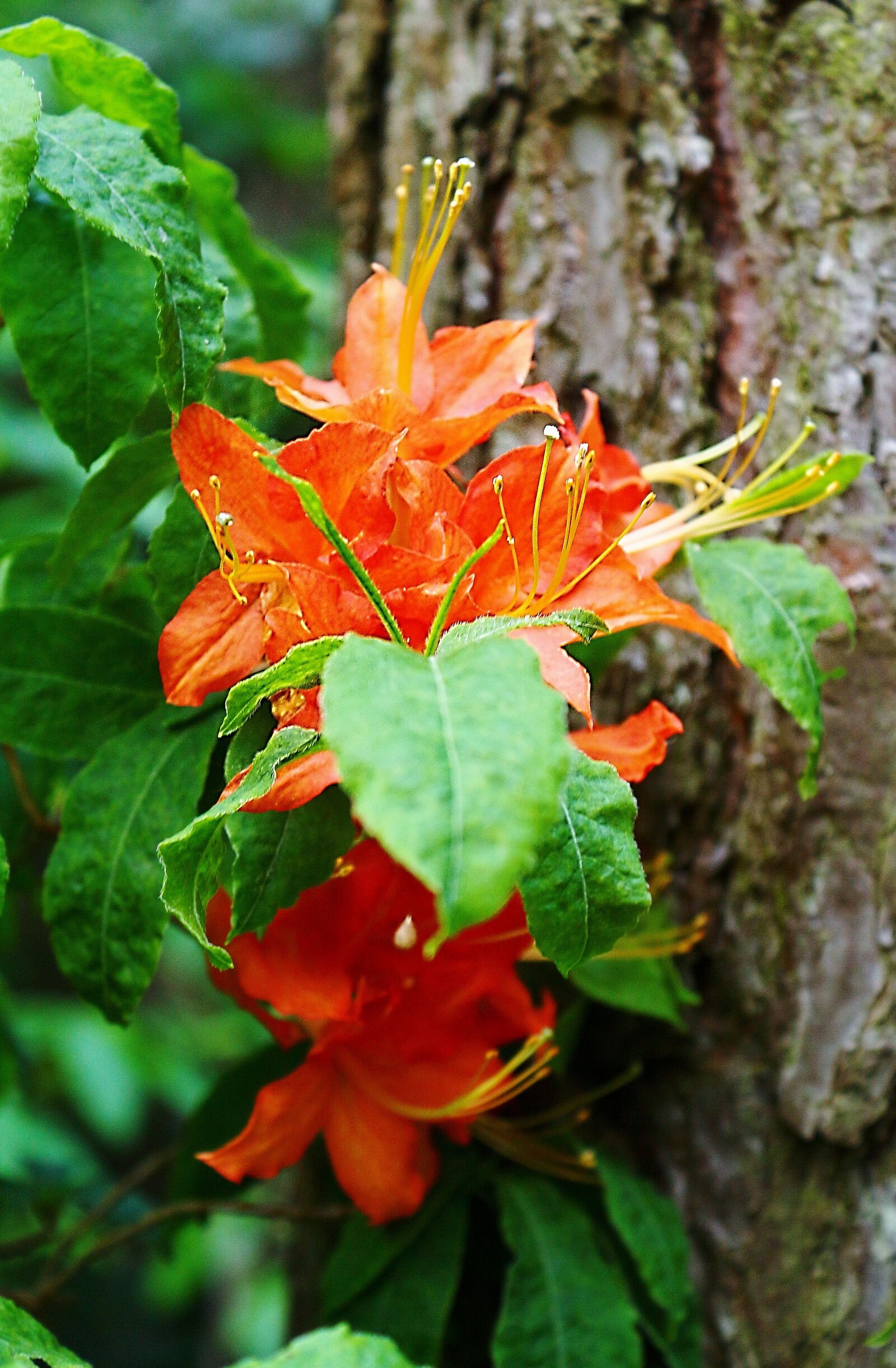 Canon EOS 650D (EOS Rebel T4i / EOS Kiss X6i) sample photo. Flower, spring, macro photography