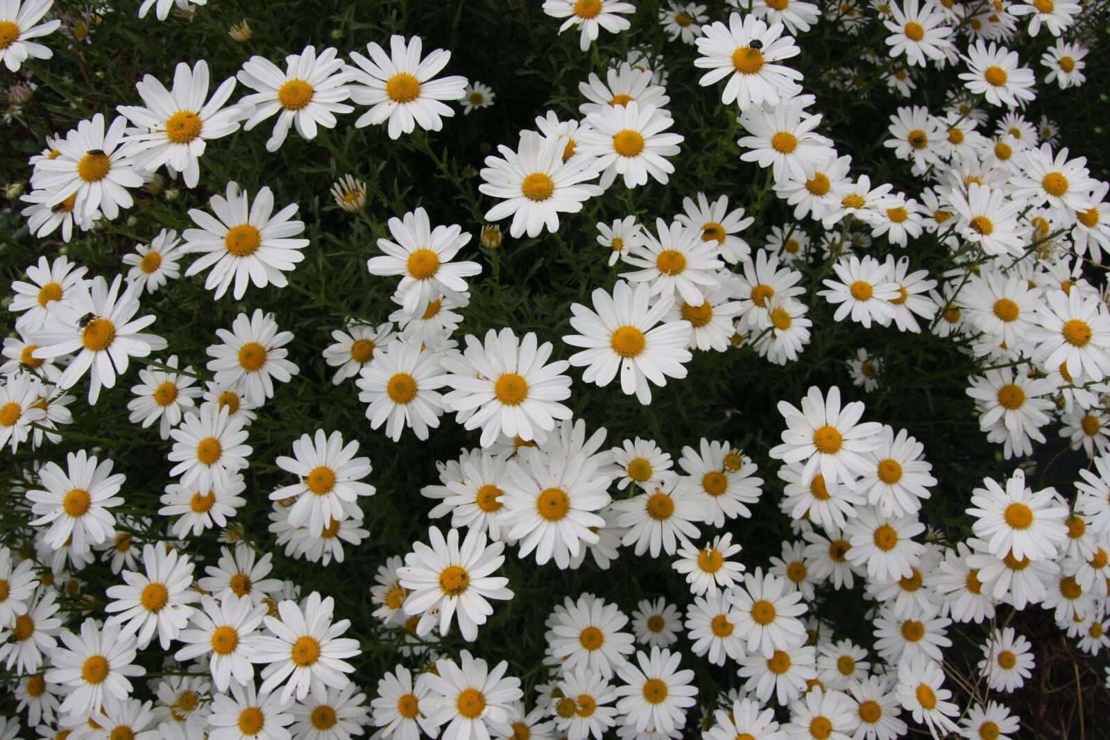Canon EOS 40D sample photo. Their mums, chrysanthemum, gujeolcho photography
