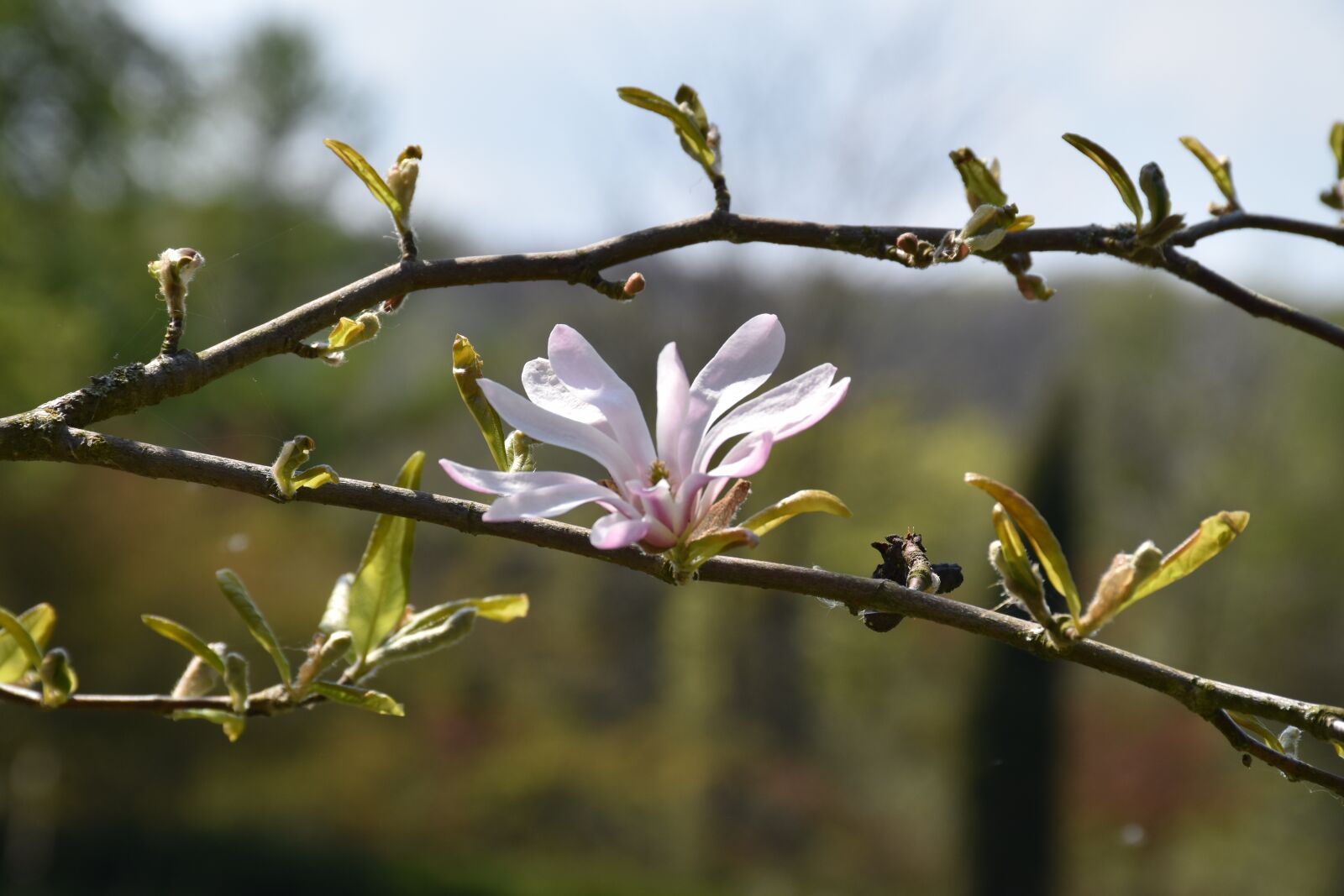 Nikon D5500 sample photo. Spring, flower, mood photography