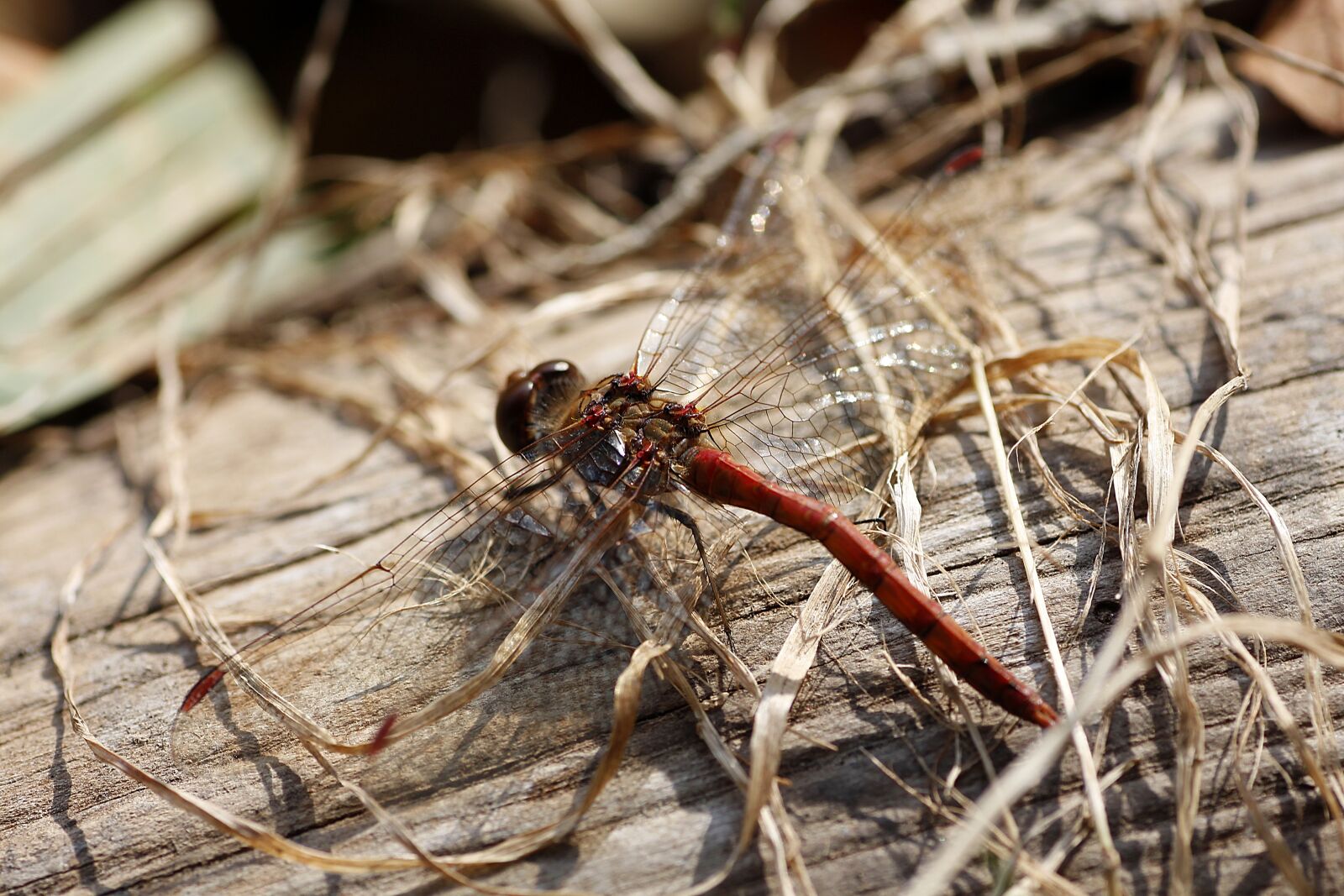 Canon EOS 650D (EOS Rebel T4i / EOS Kiss X6i) sample photo. Dragonfly, macro, close up photography