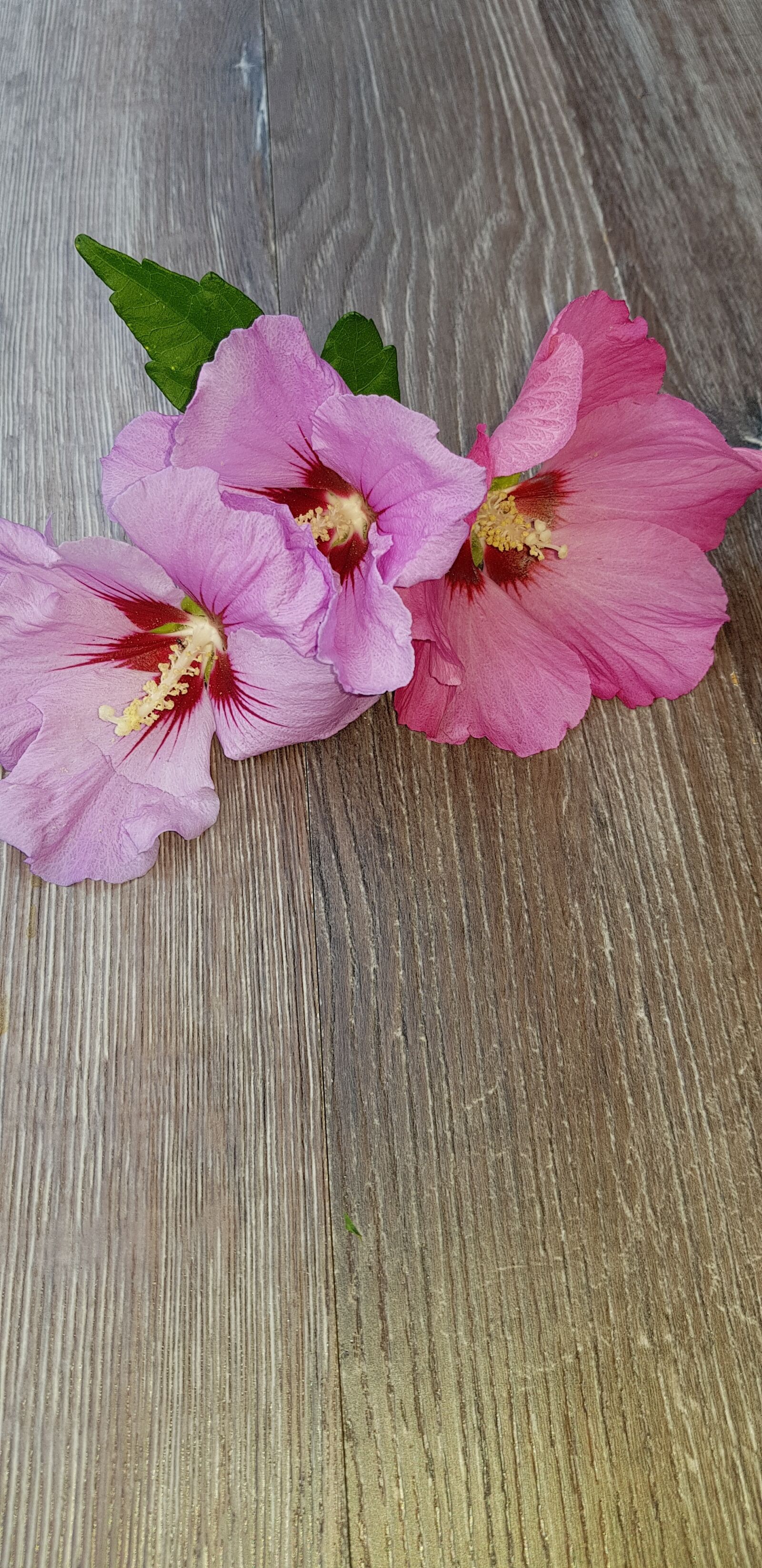 Samsung Galaxy S8+ sample photo. Flowers, pink, hibiscus photography