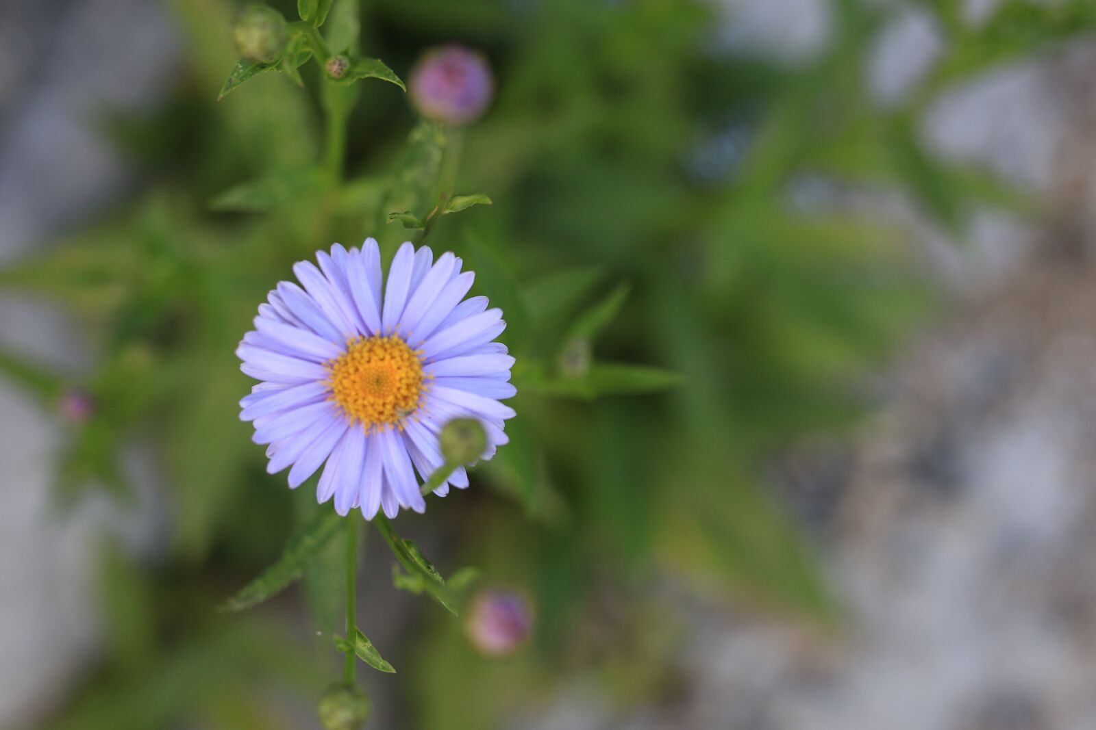 Canon EOS 6D sample photo. Flowers, wildflower, petal photography