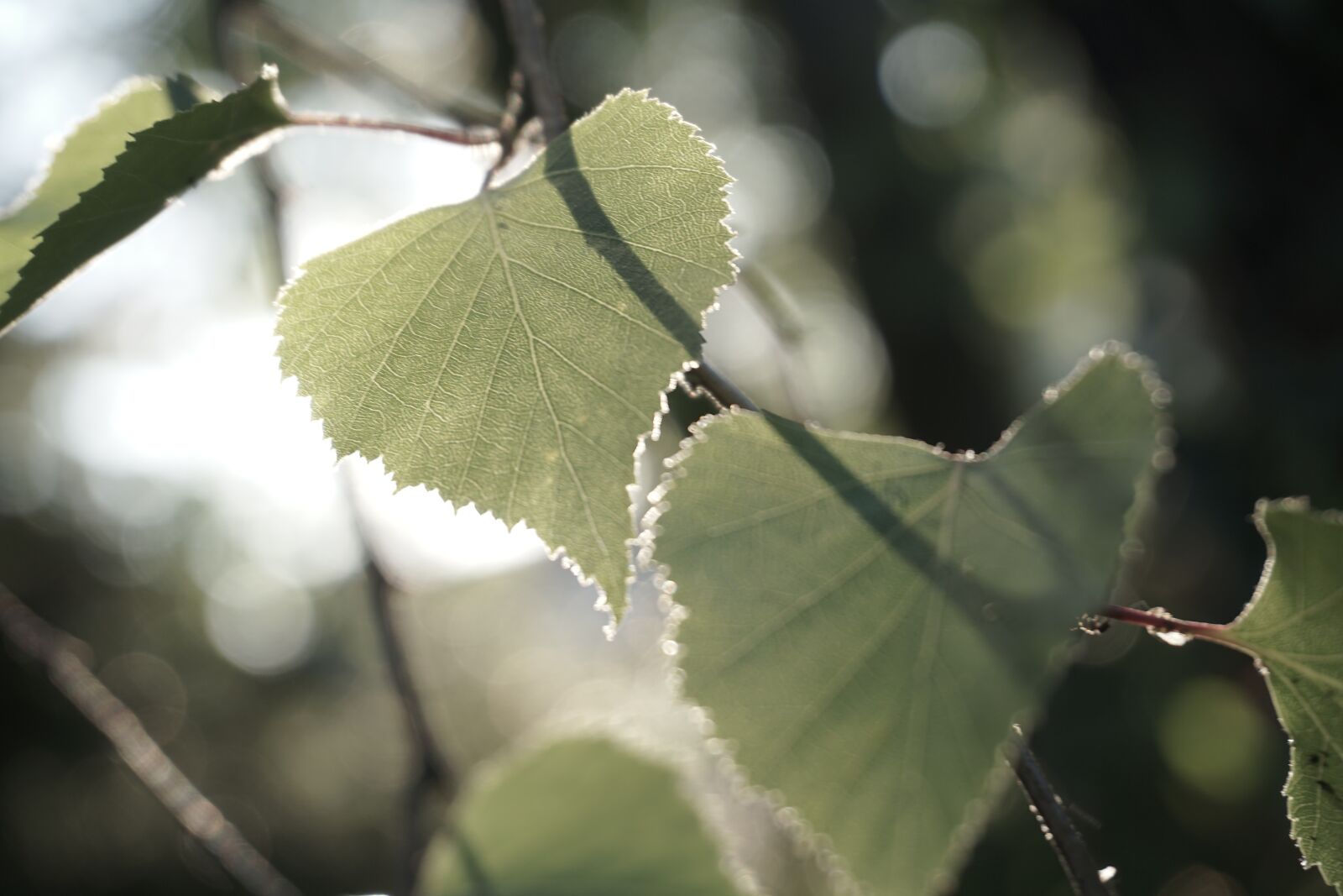 Sony a6000 sample photo. Tfbrneumi, bztvrcuemiw, gtbrznumi photography
